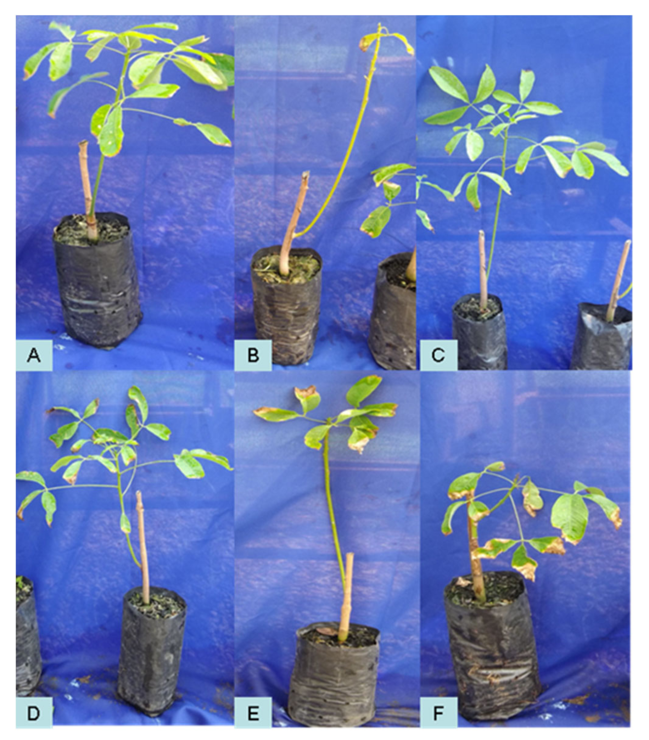 Plants 11 02477 g004