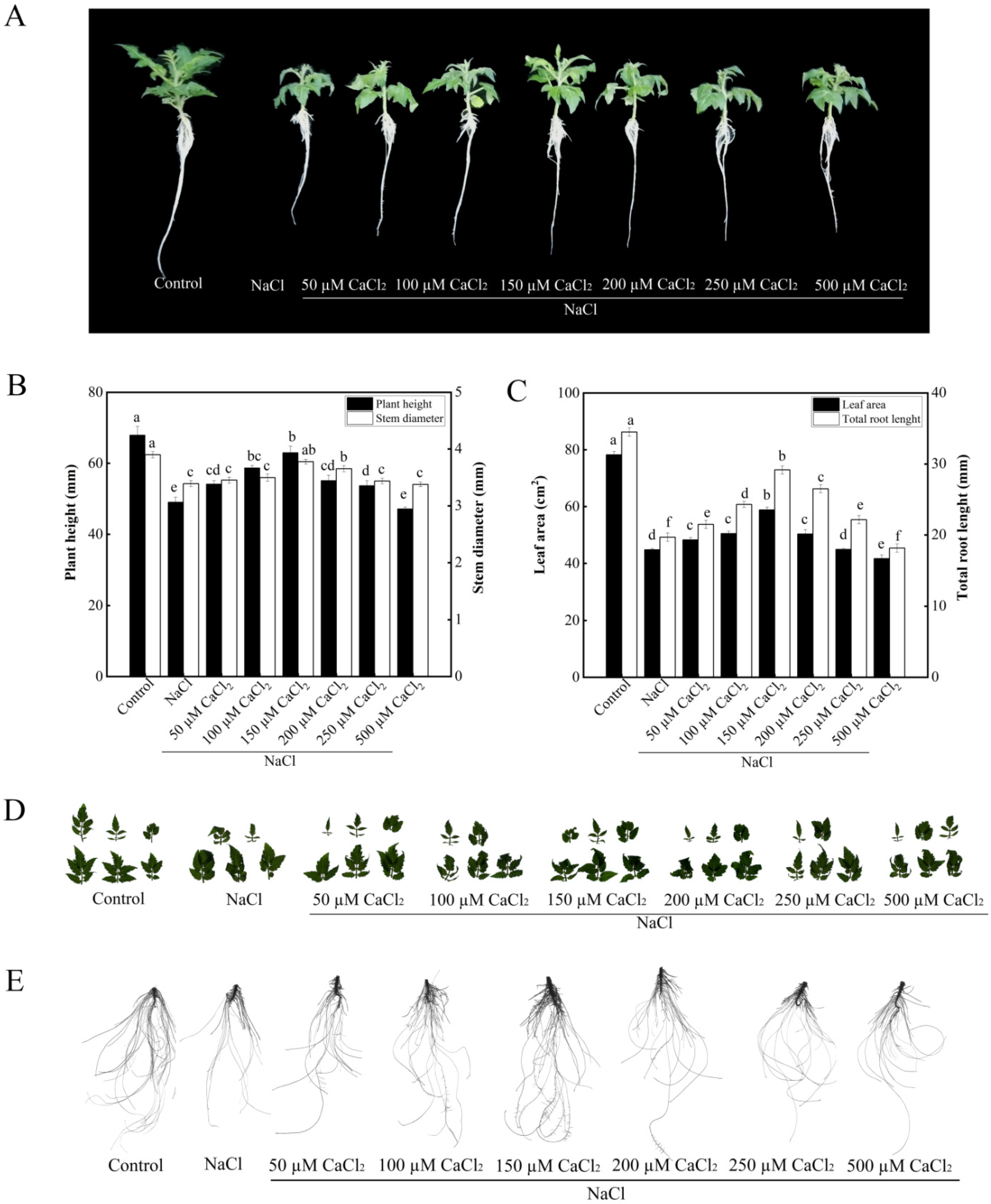 Plants 11 02479 g001
