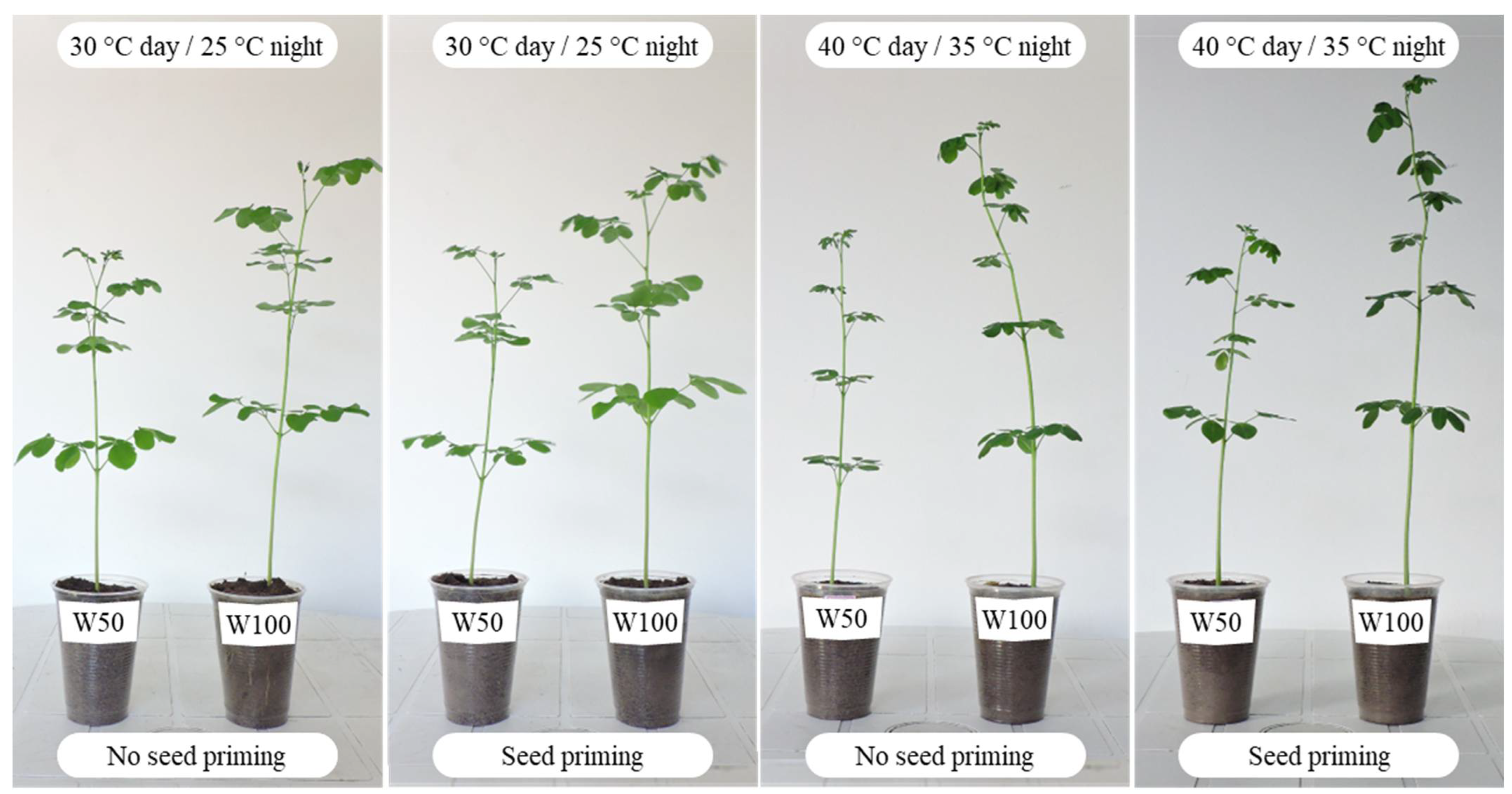 Plants 11 02510 g003