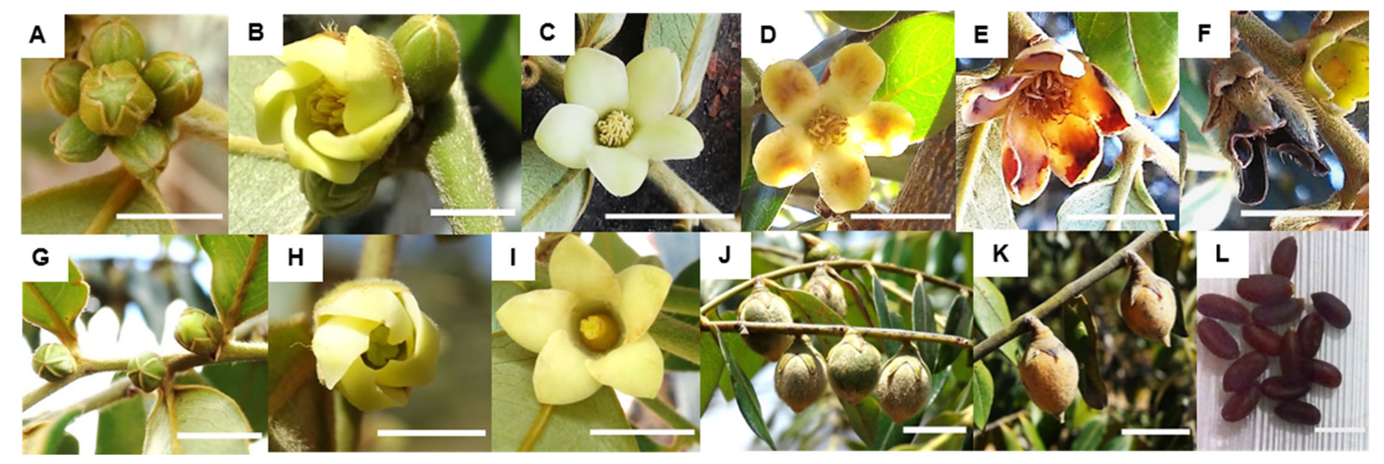 Plants 11 02535 g004 Plants 11 02535 g004