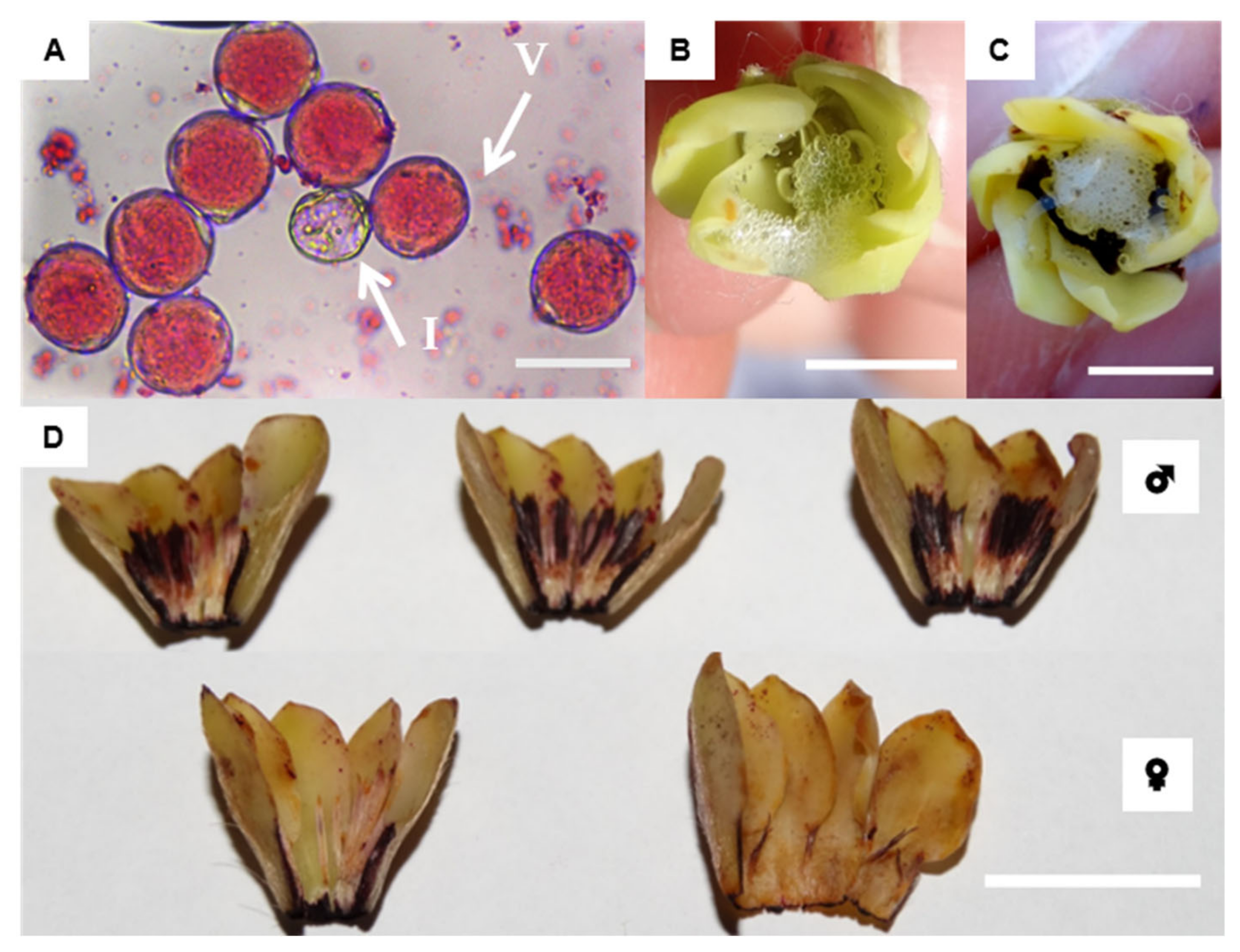 Plants 11 02535 g005 Plants 11 02535 g005