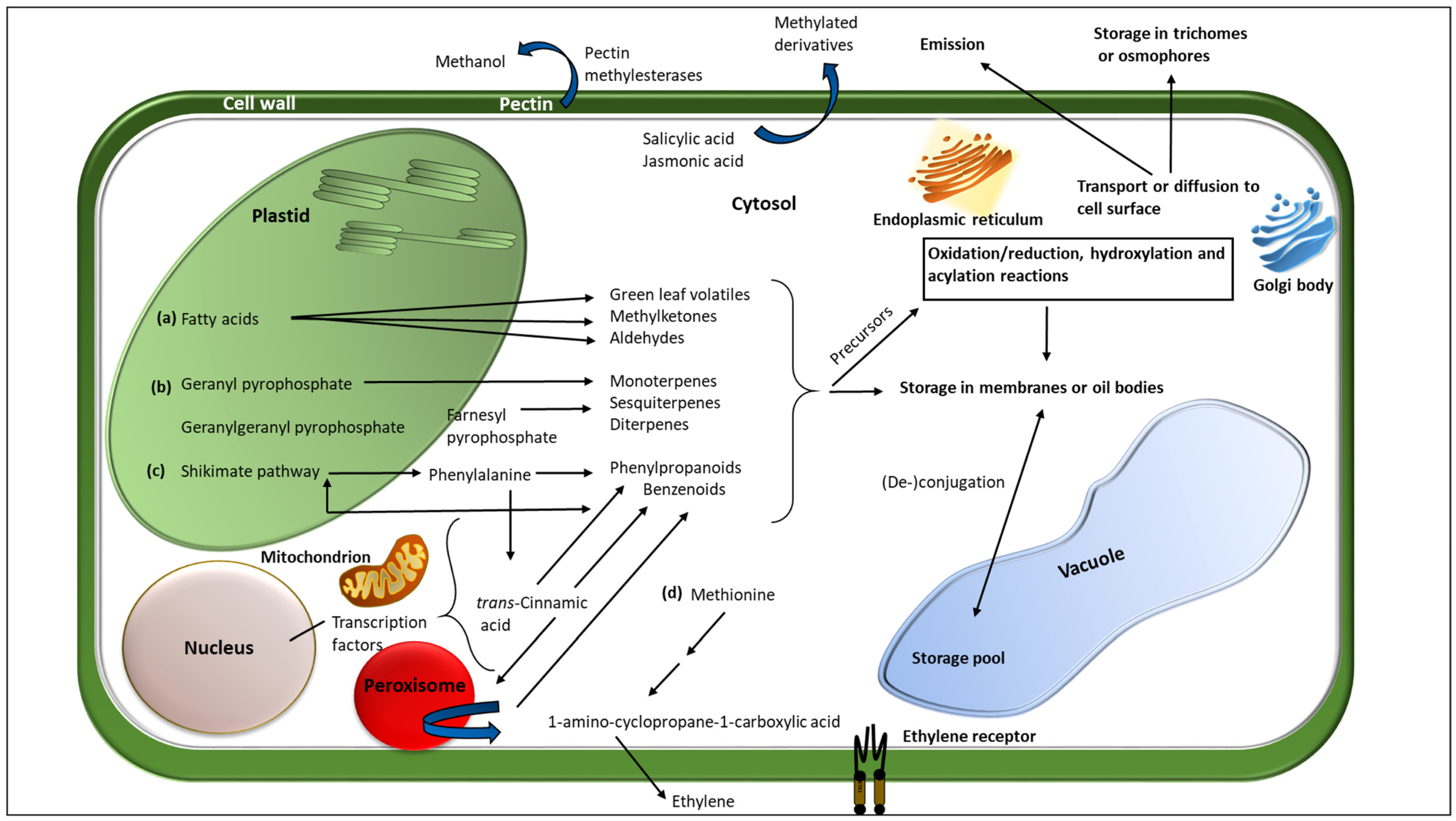 Plants 11 02566 g001 Plants 11 02566 g001
