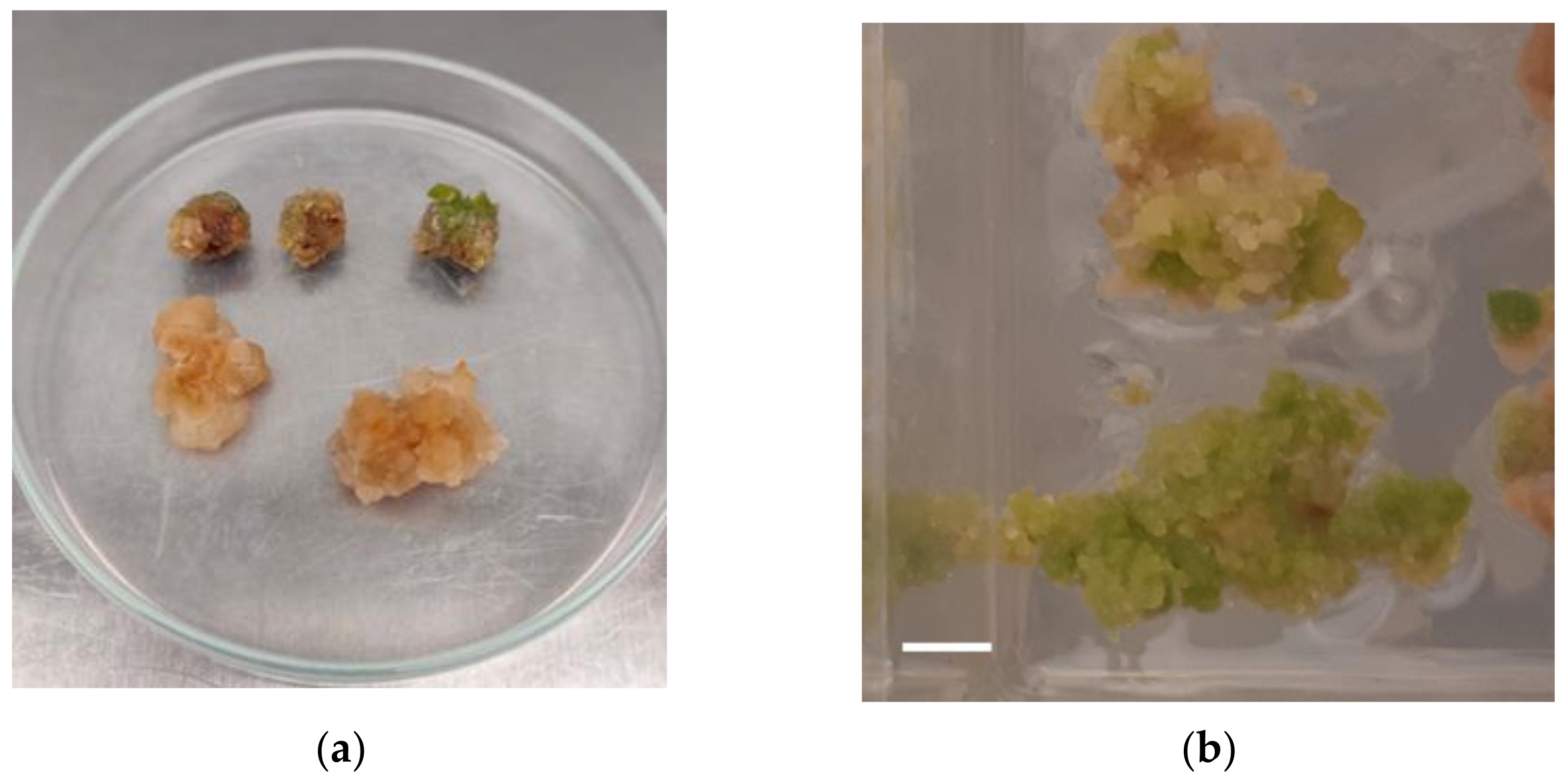 Plants 11 02569 g001