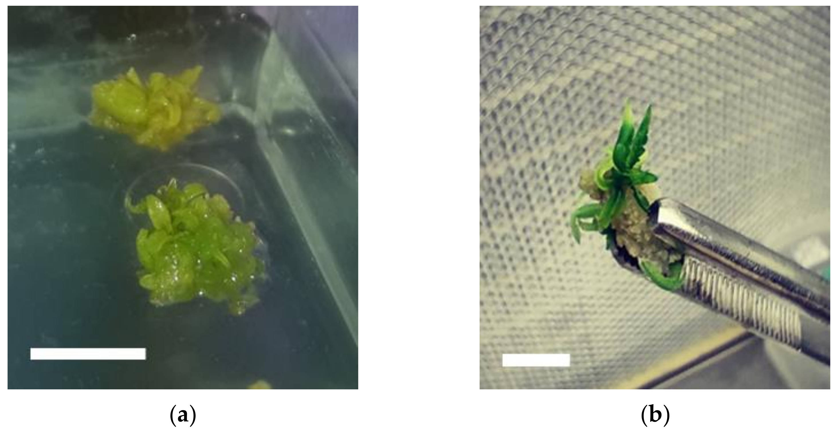 Plants 11 02569 g002