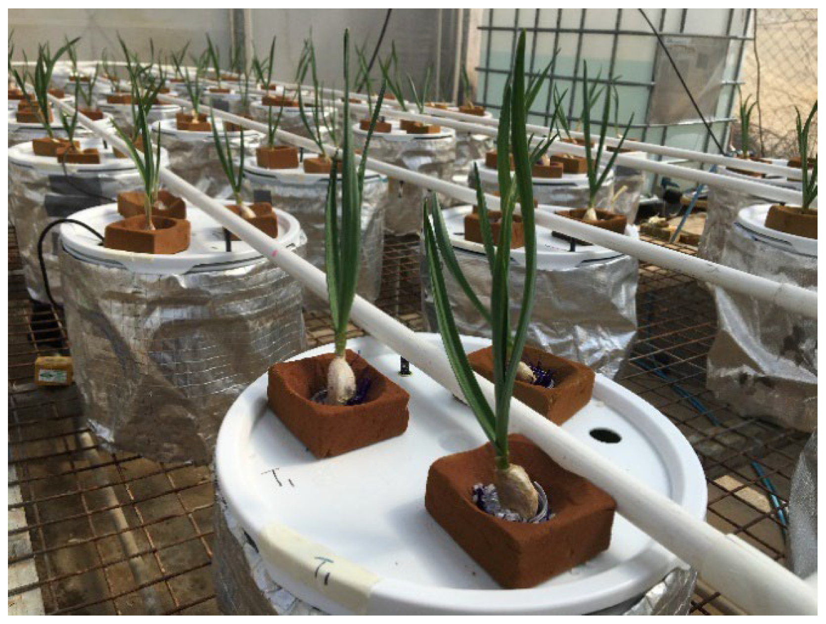 Plants 11 02571 g004 Plants 11 02571 g004