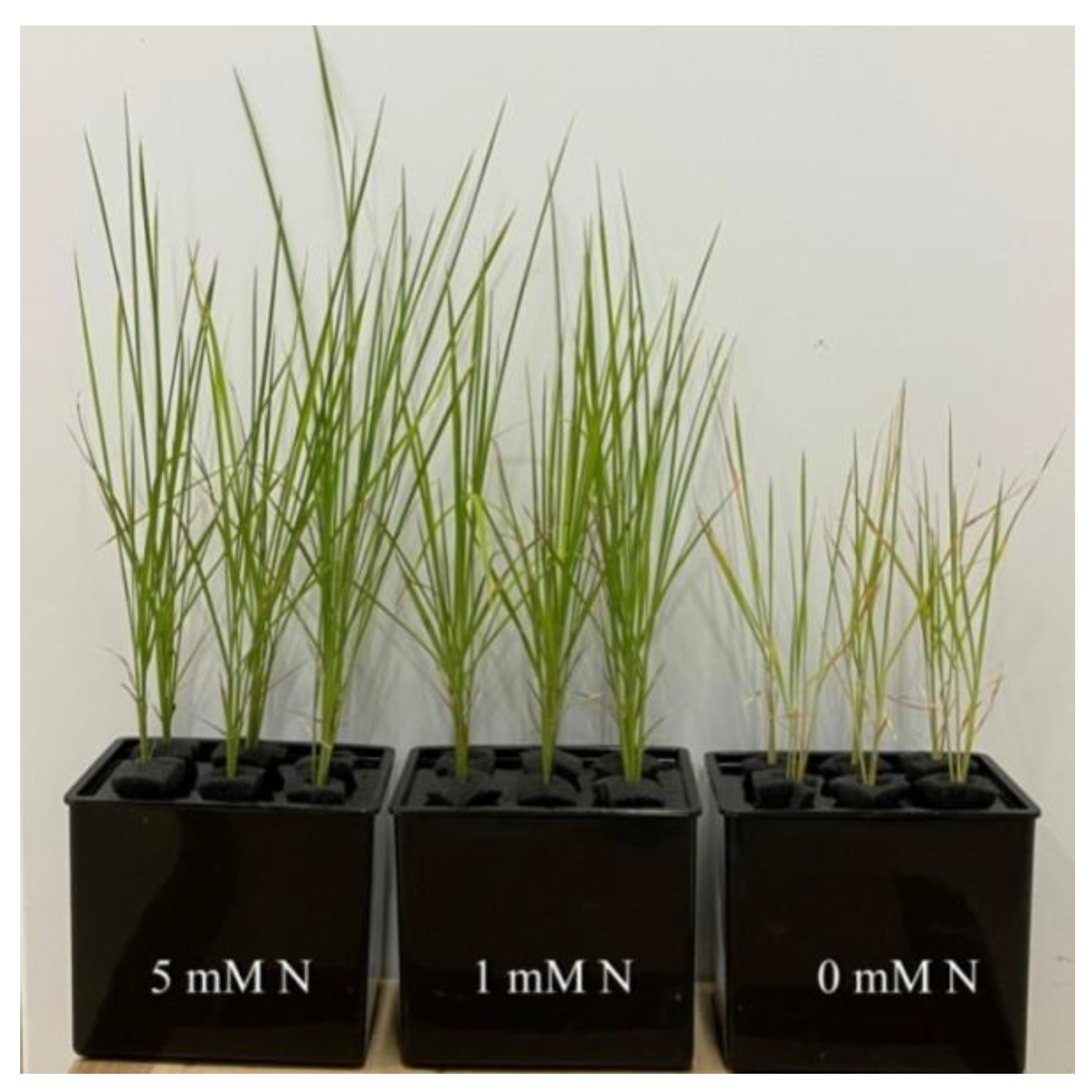 Plants 11 02576 g001