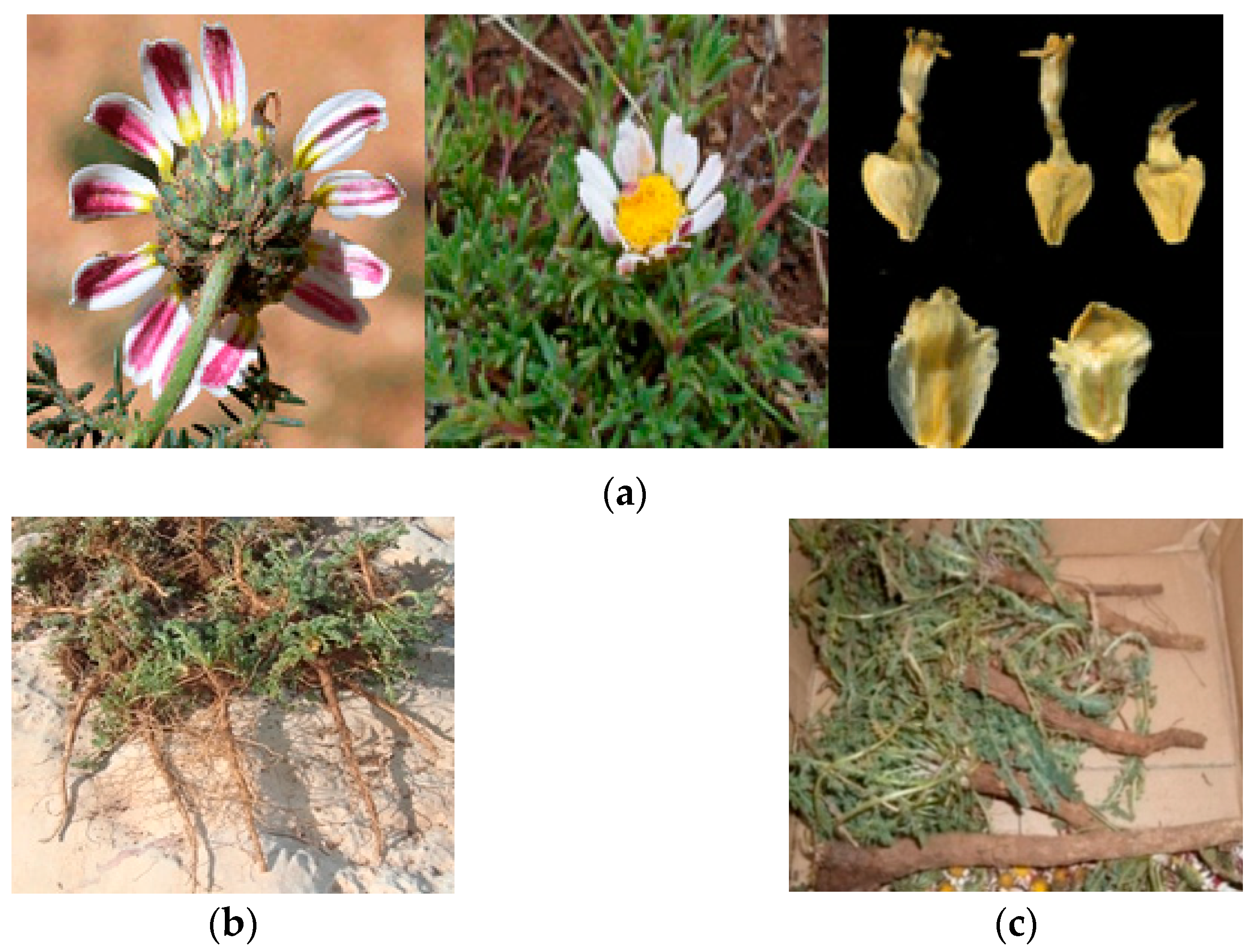 Plants 11 02578 g001