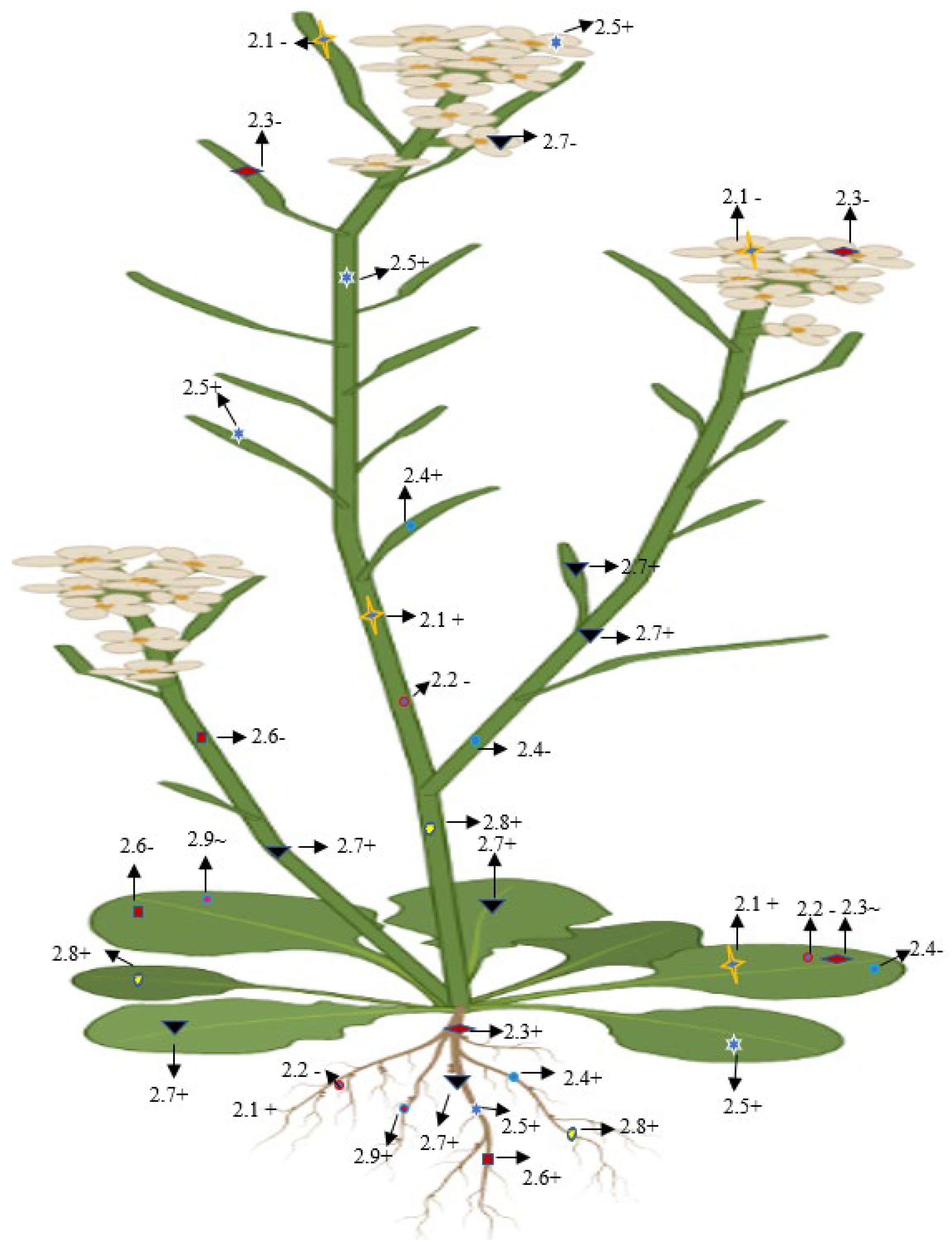 Plants 11 02580 g008