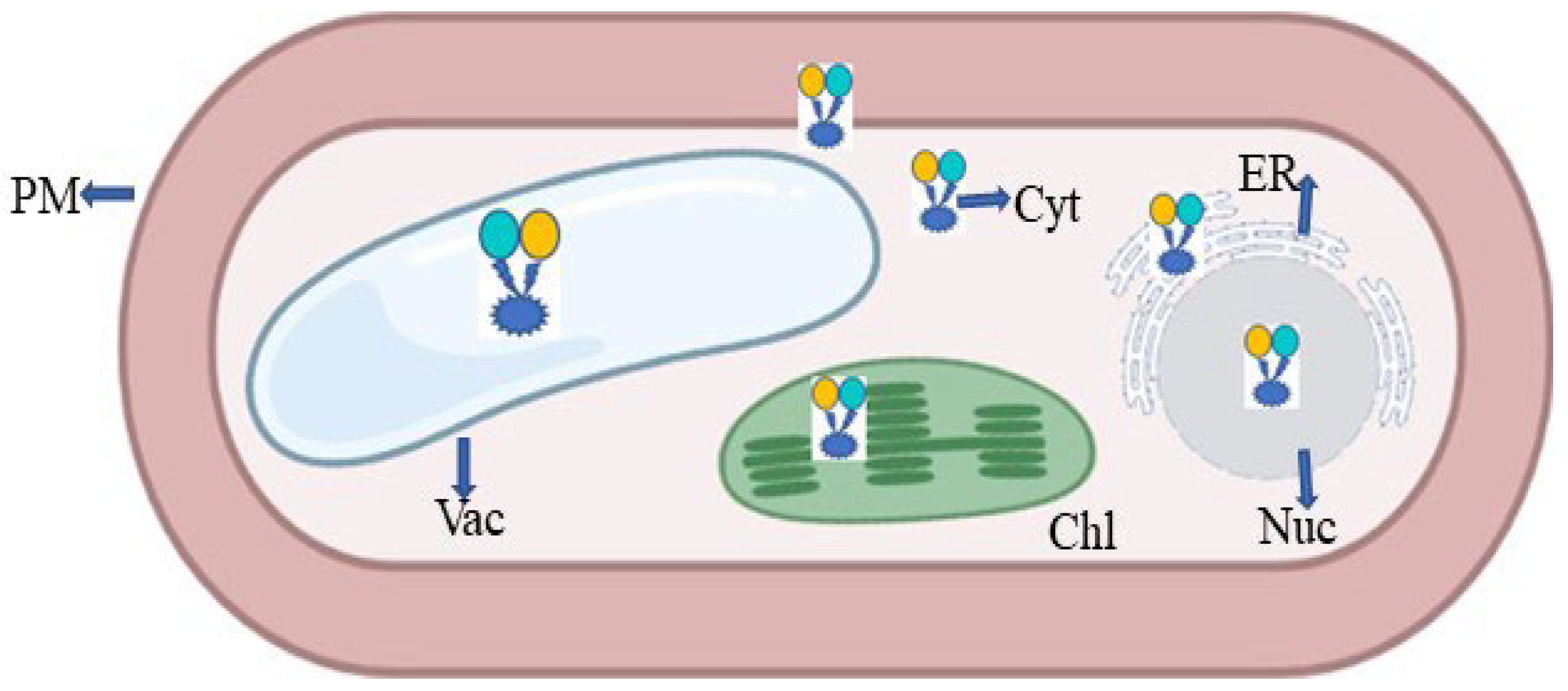 Plants 11 02580 g011