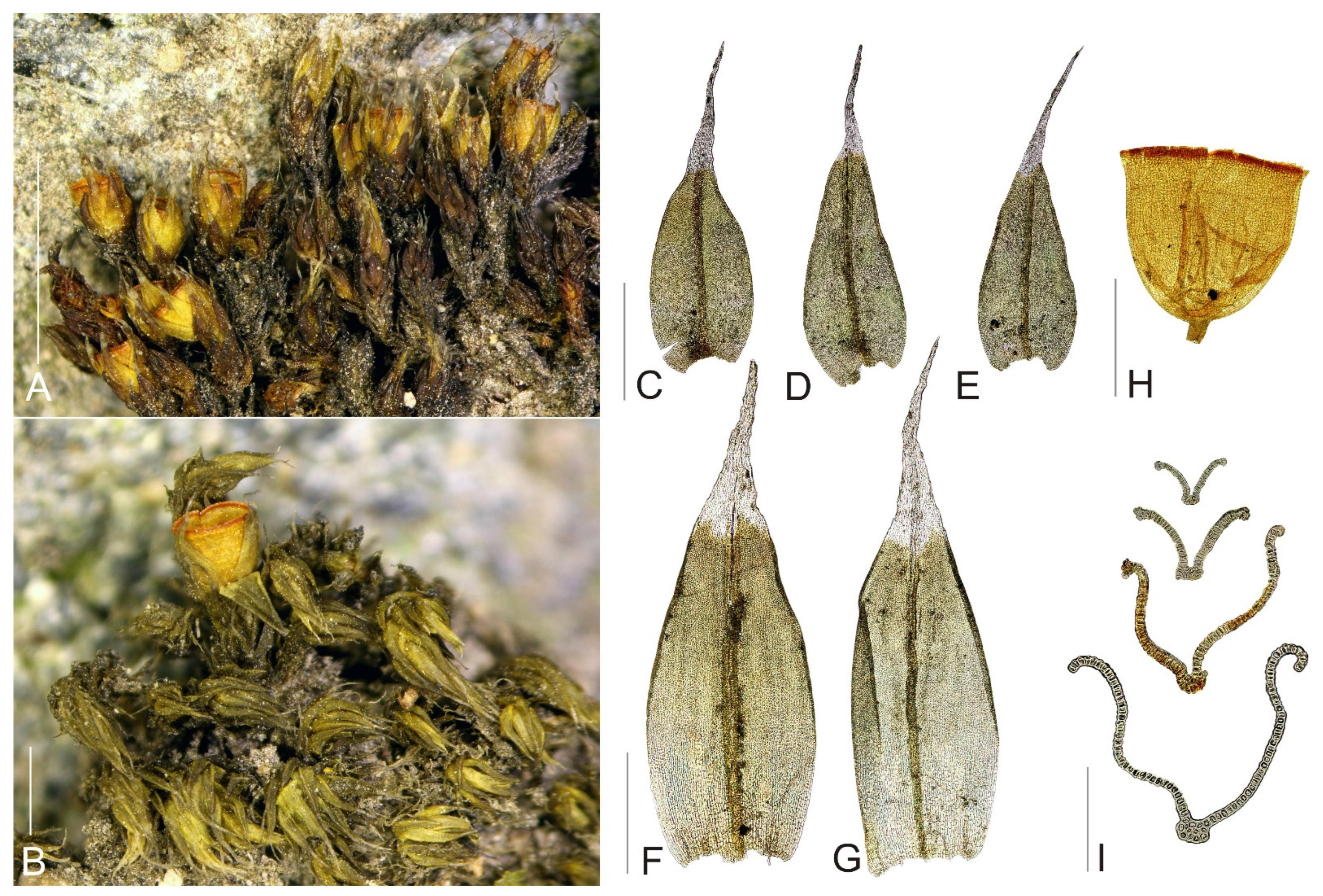 Plants 11 02590 g001