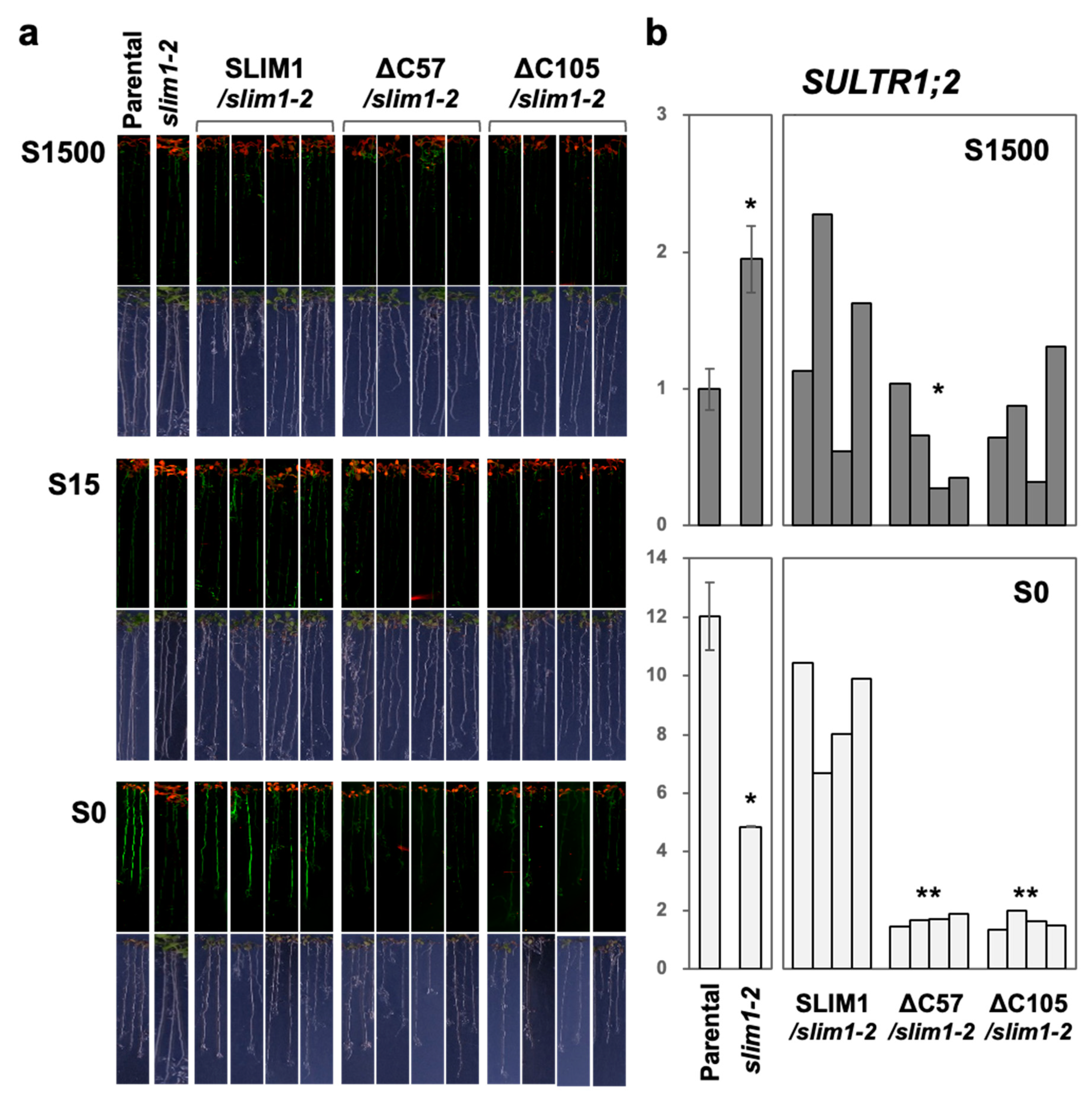 Plants 11 02595 g003 Plants 11 02595 g003