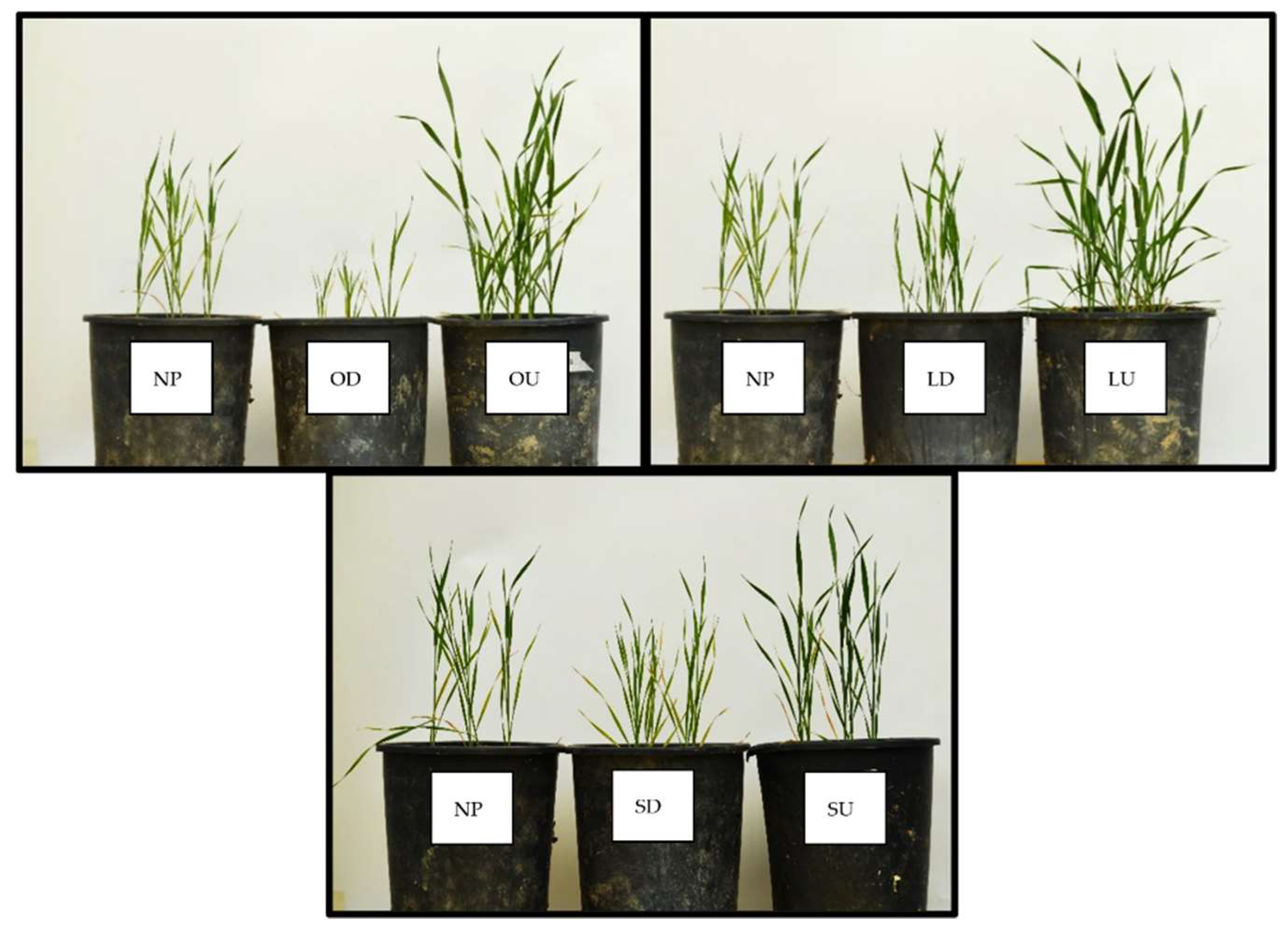 Plants 11 02598 g002