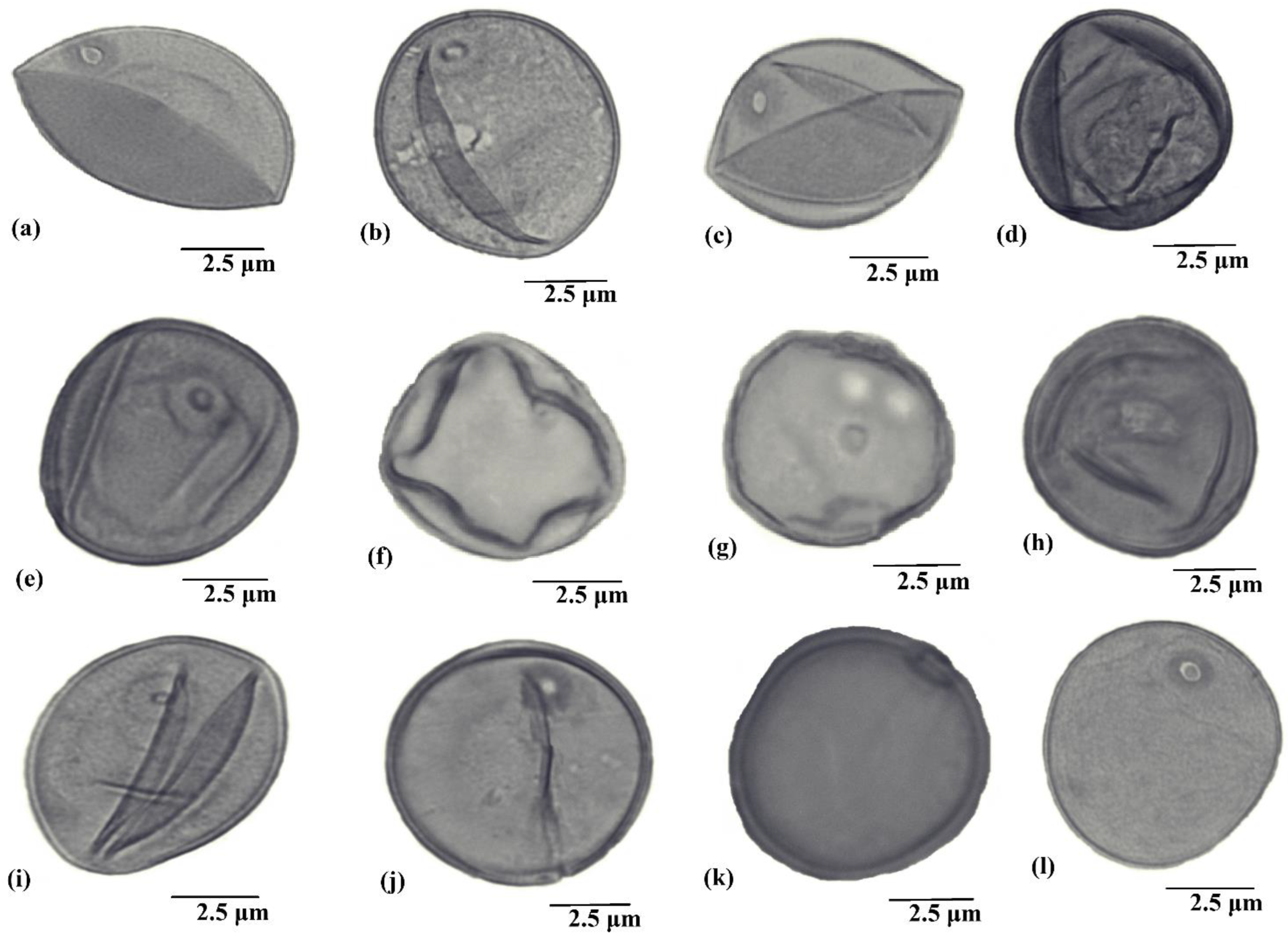 Plants 11 02618 g001