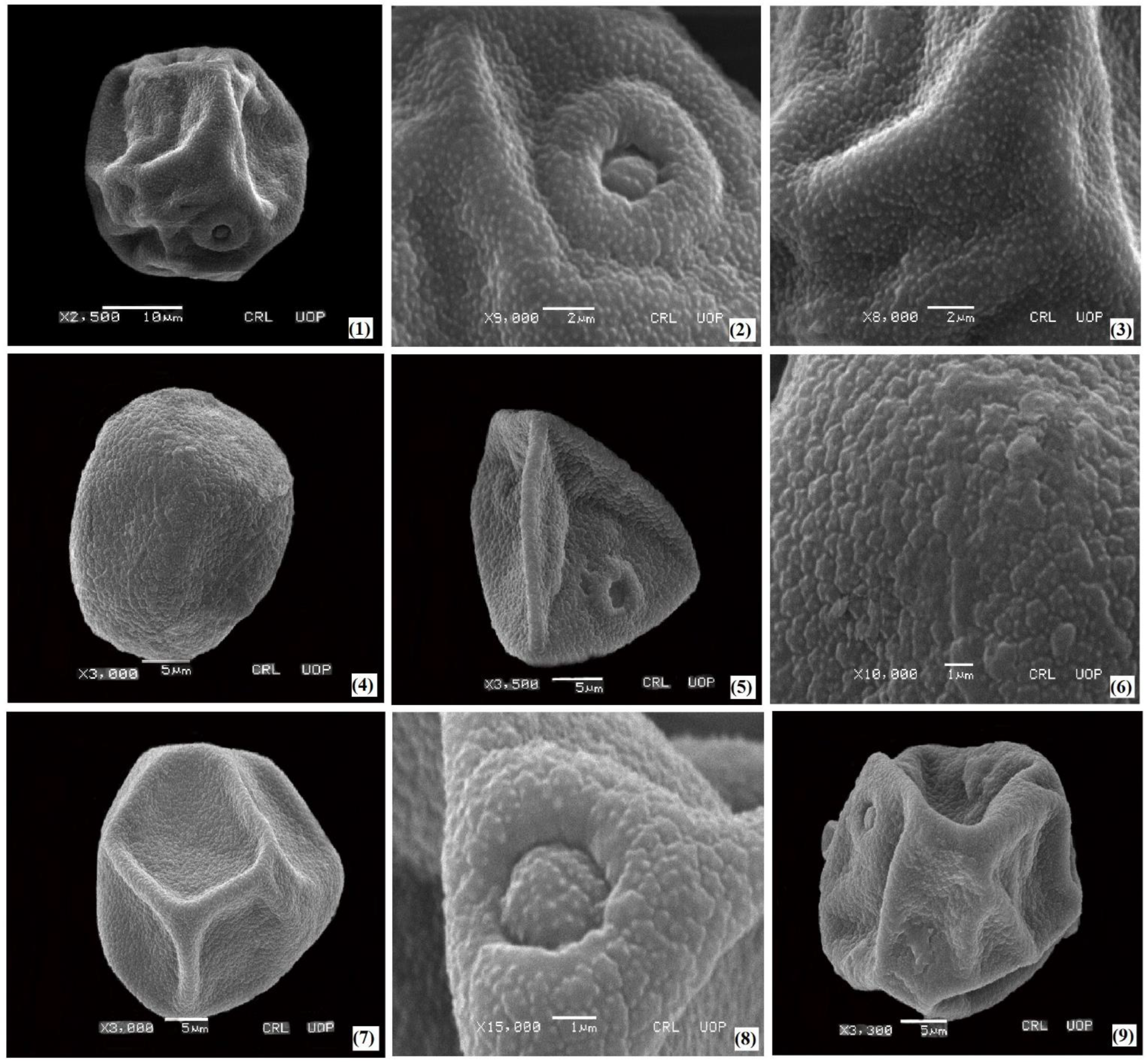 Plants 11 02618 g002