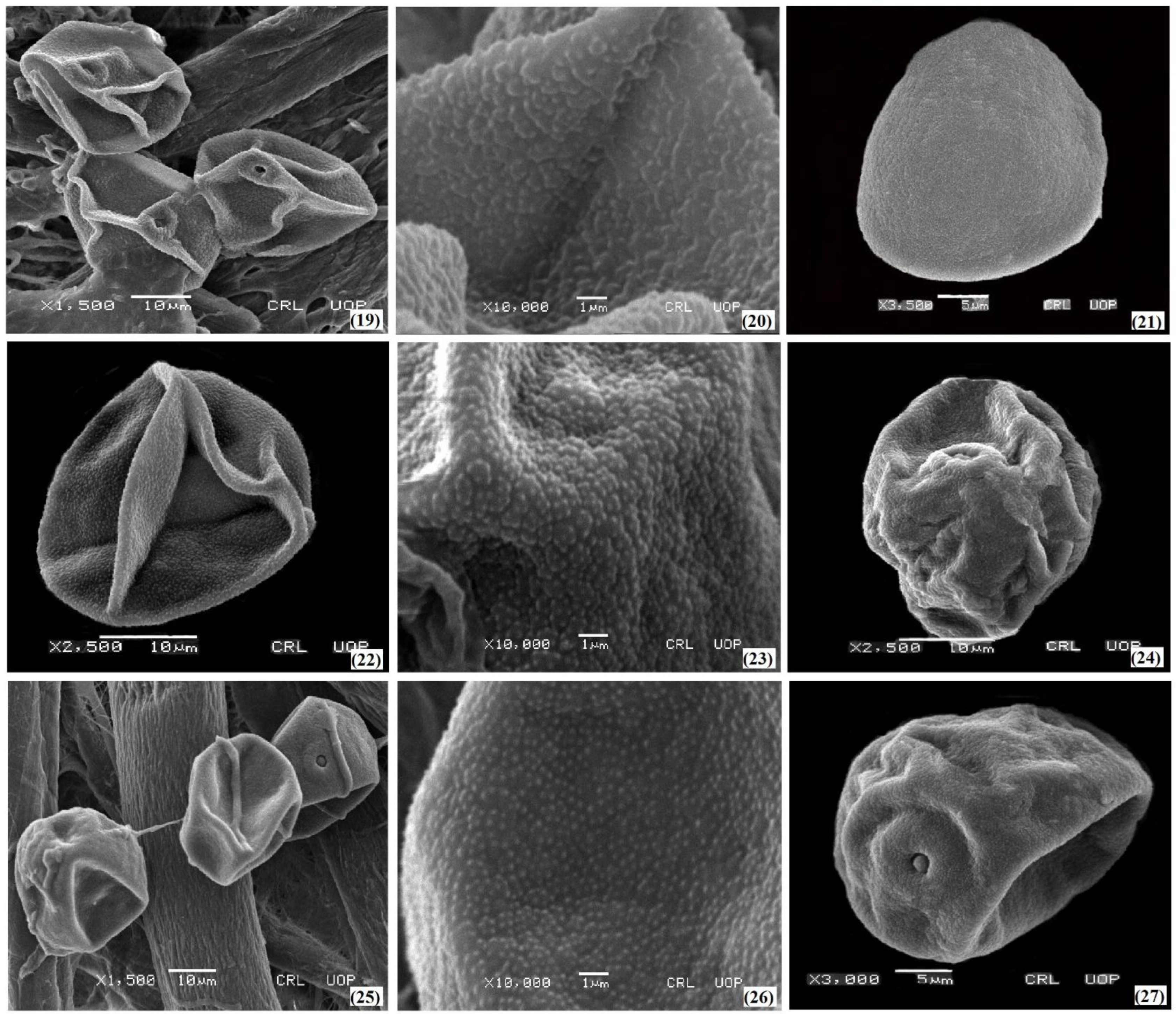 Plants 11 02618 g004