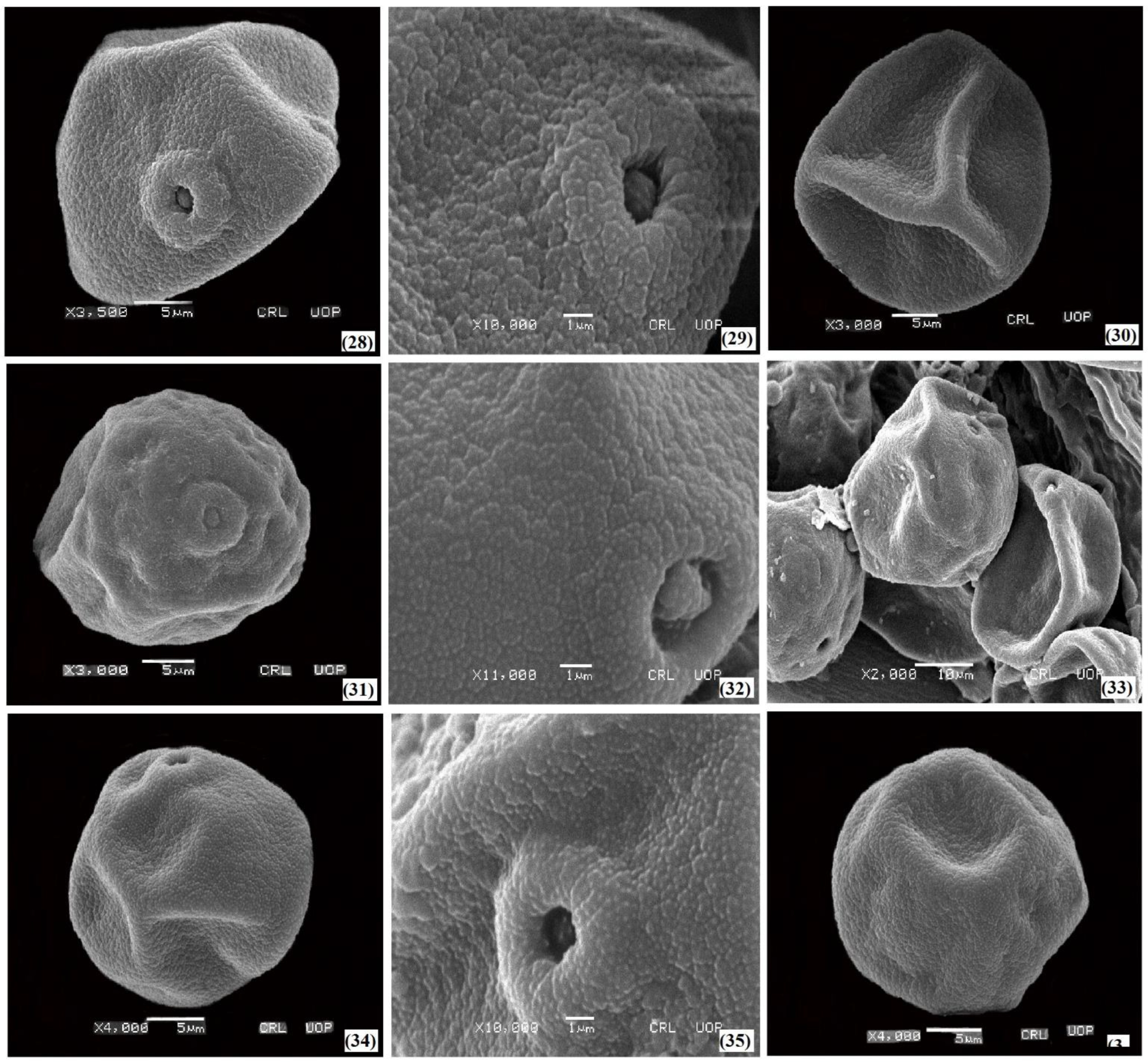 Plants 11 02618 g005