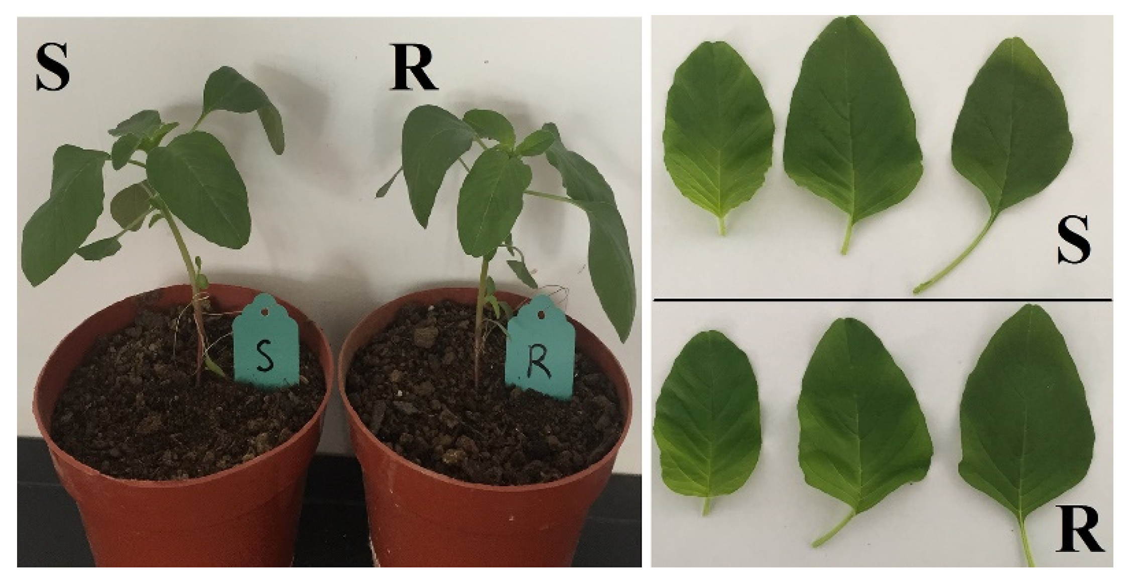 Plants 11 02639 g002