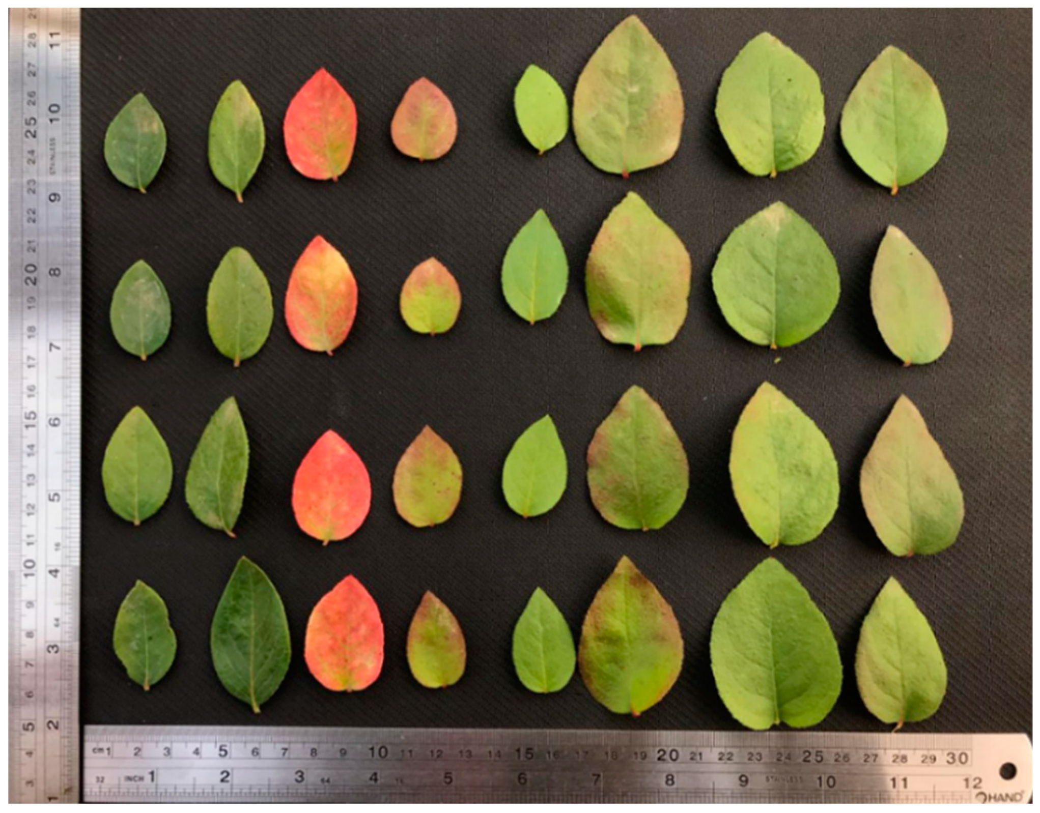 Plants 11 02645 g002