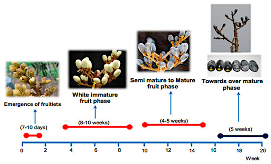 Plants 11 02646 g001