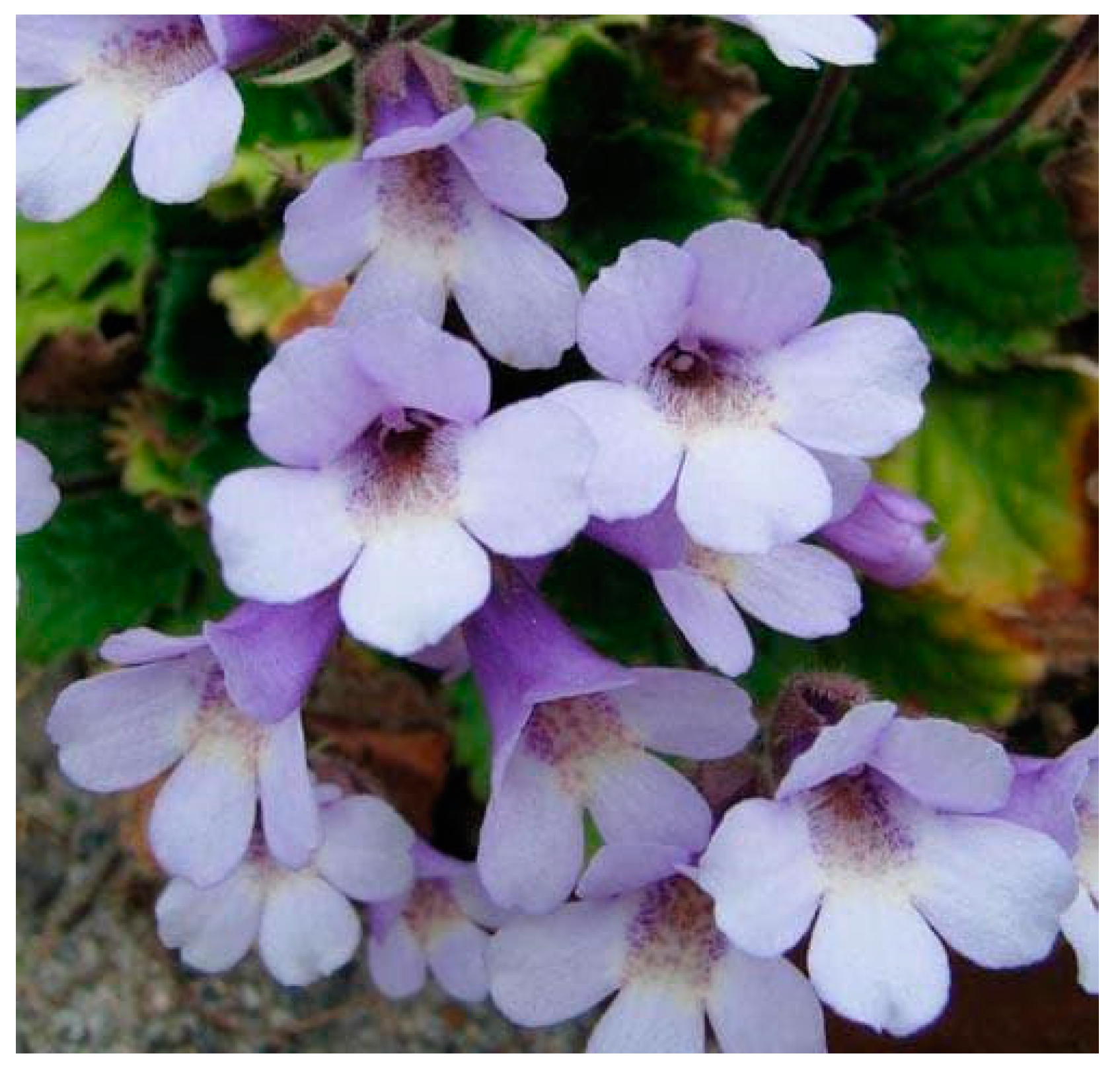 Plants 11 02655 g003