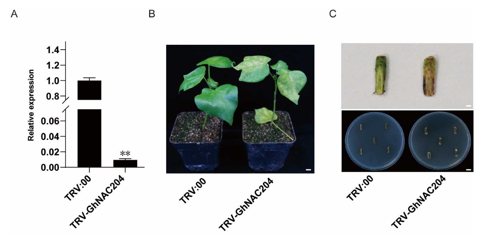 Plants 11 02661 g006