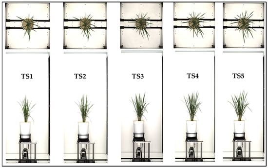 Plants 11 02663 g002