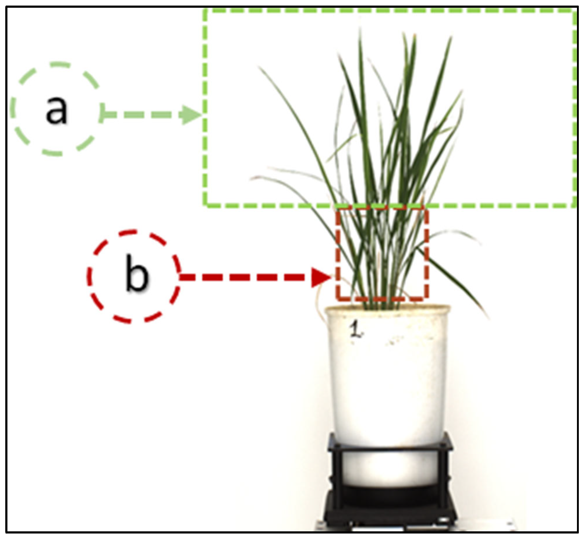 Plants 11 02663 g004