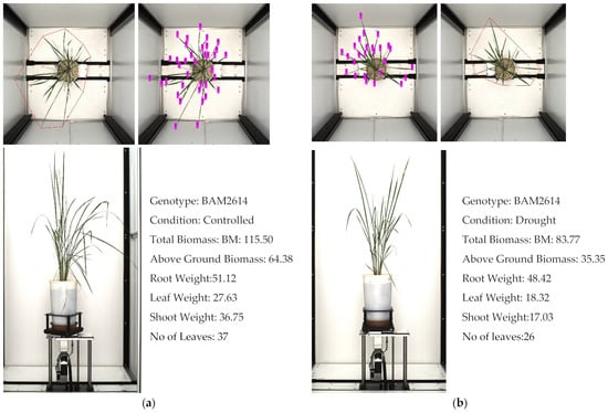 Plants 11 02663 g011