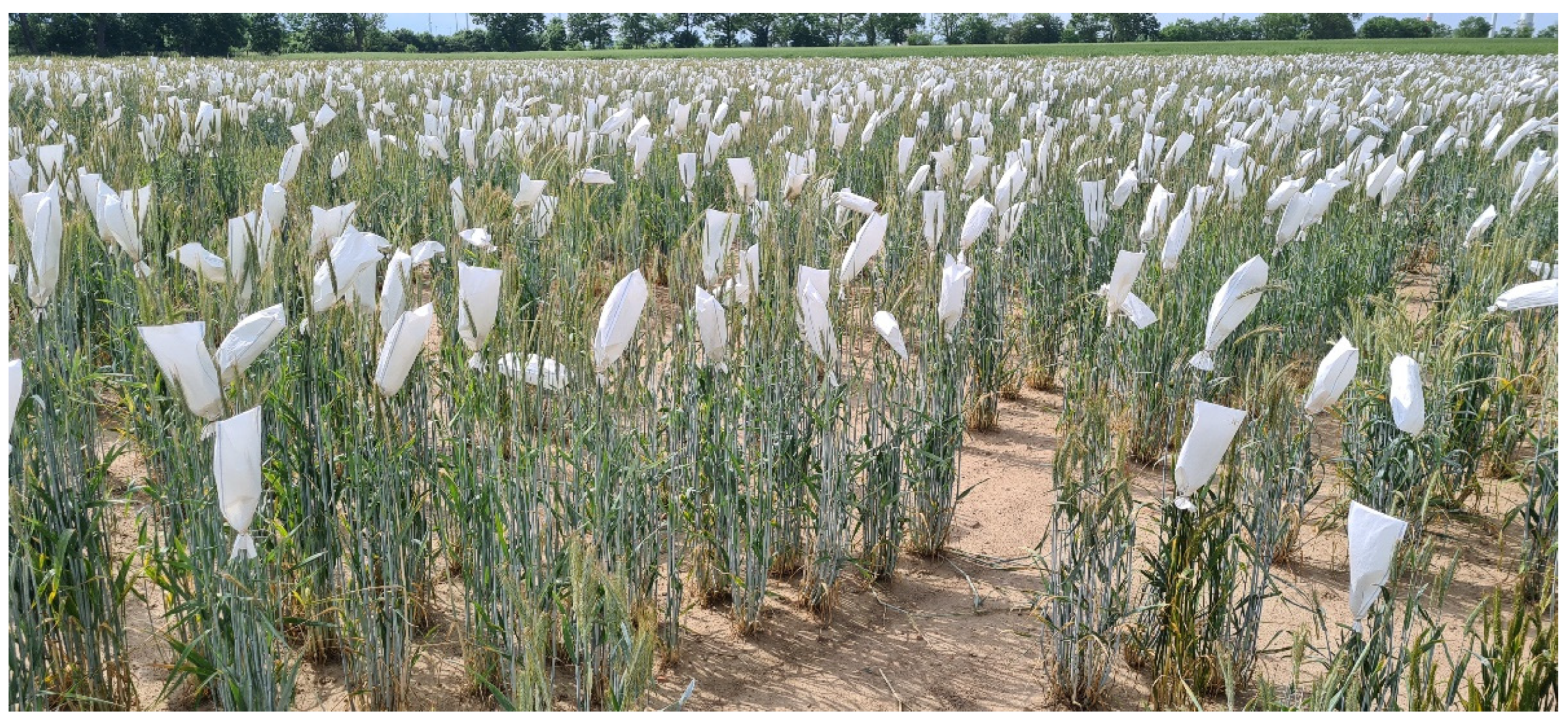 Plants 11 02666 g002