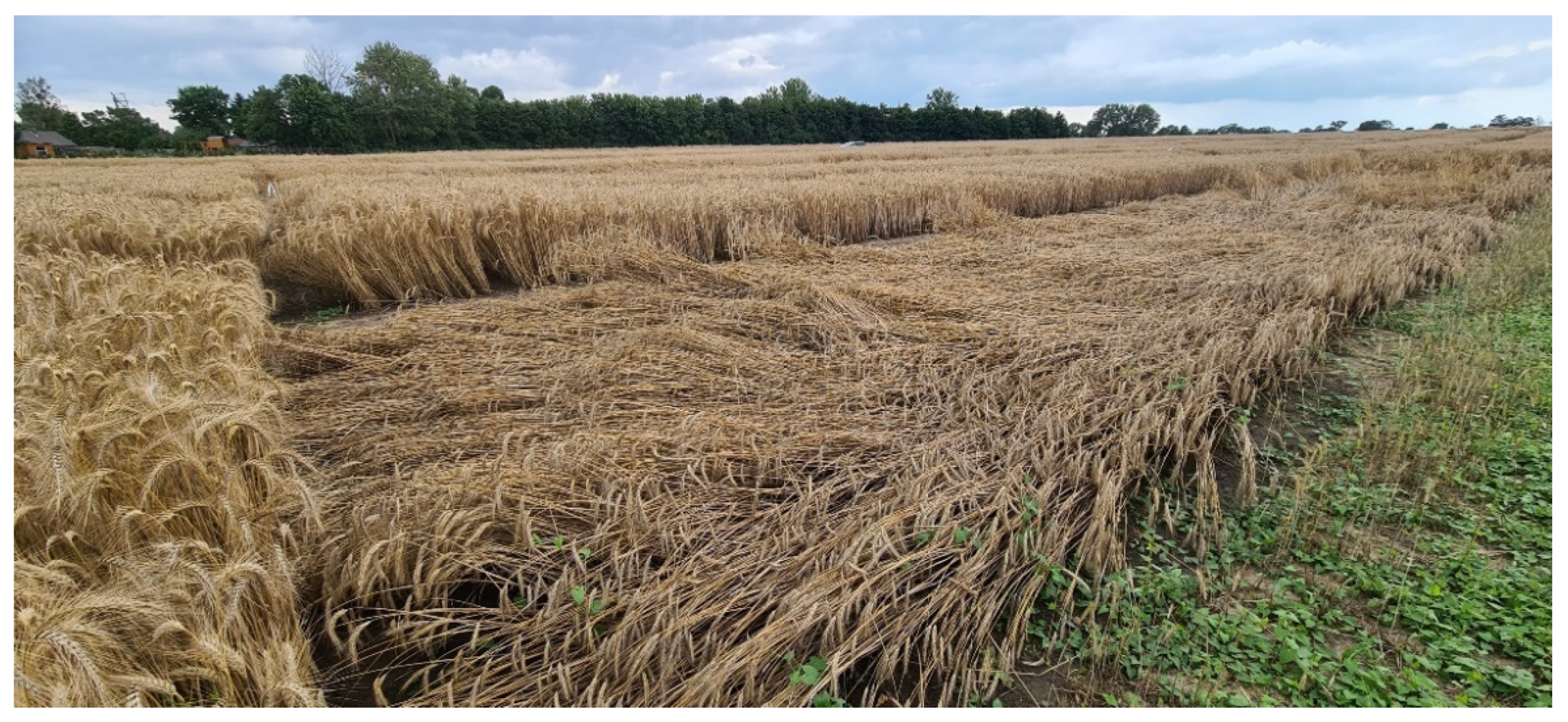 Plants 11 02666 g011