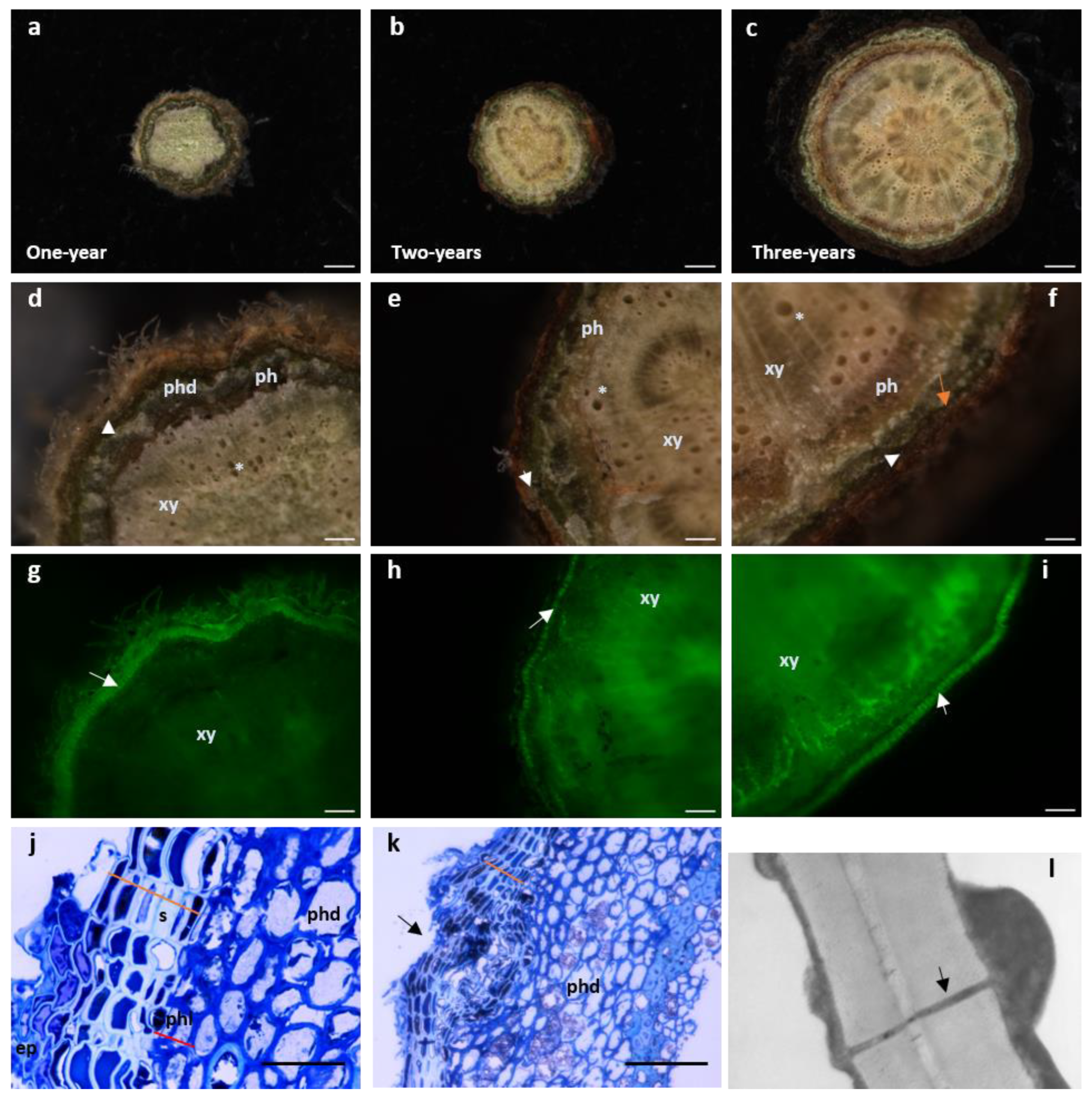 Plants 11 02671 g002 Plants 11 02671 g002