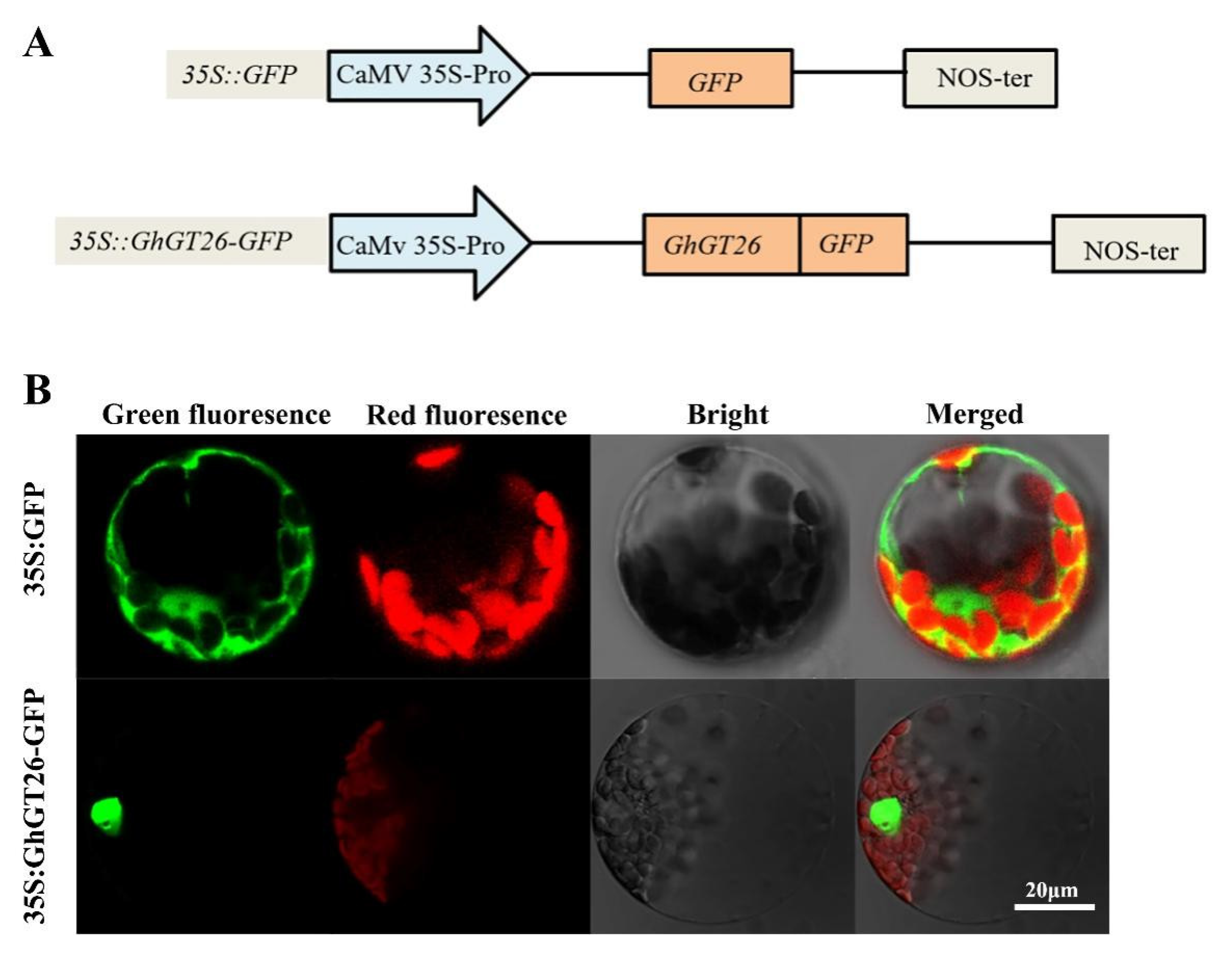 Plants 11 02694 g006