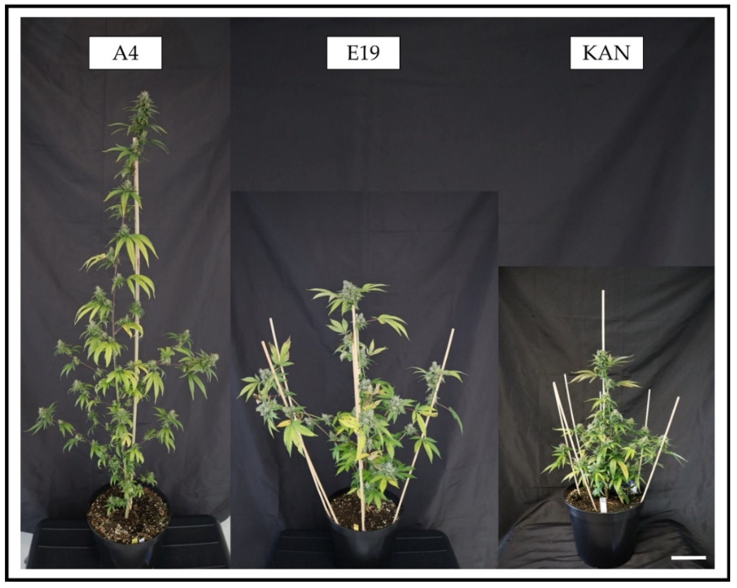 Plants 11 02695 g002 Plants 11 02695 g002