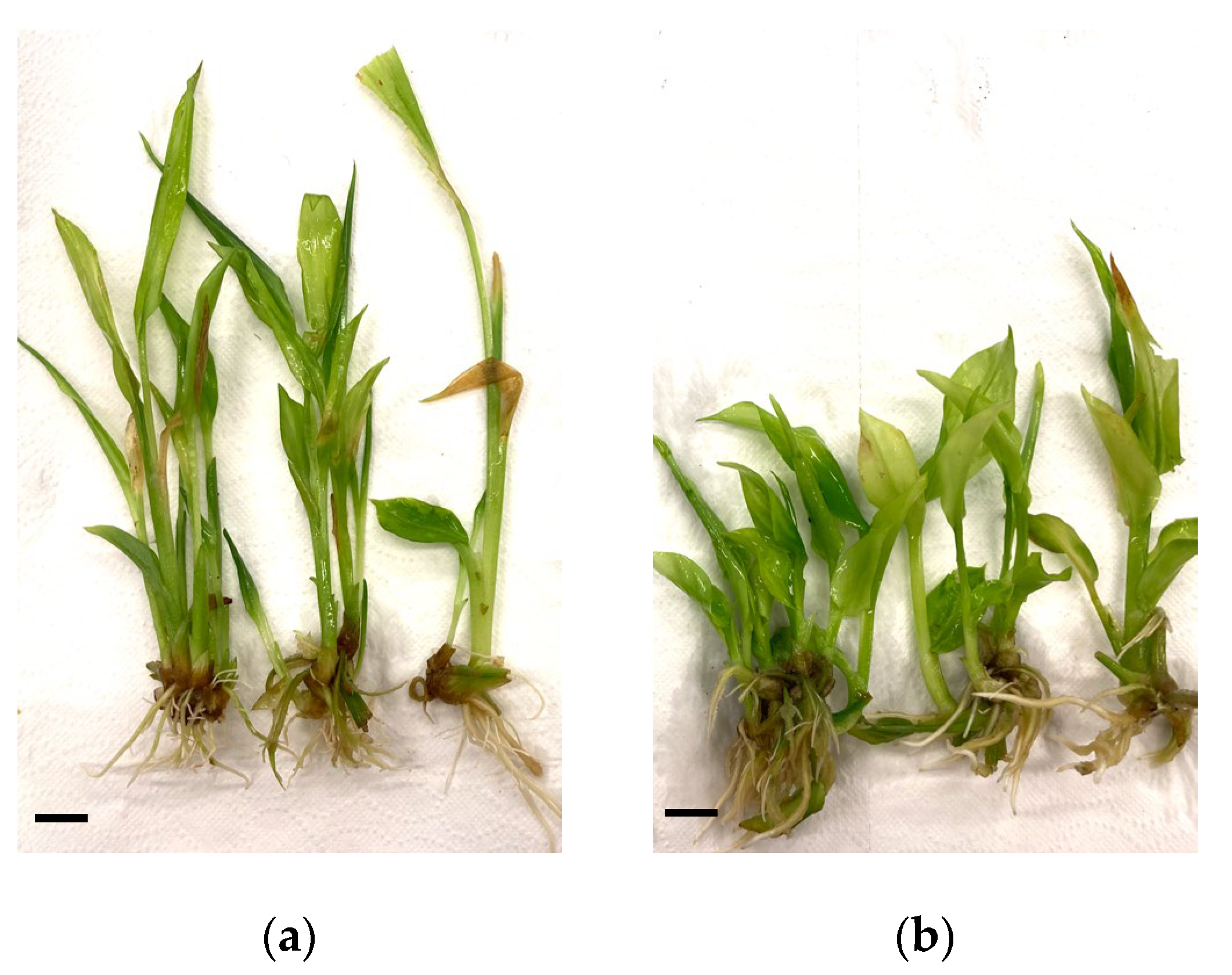 Plants 11 02701 g001 Plants 11 02701 g001