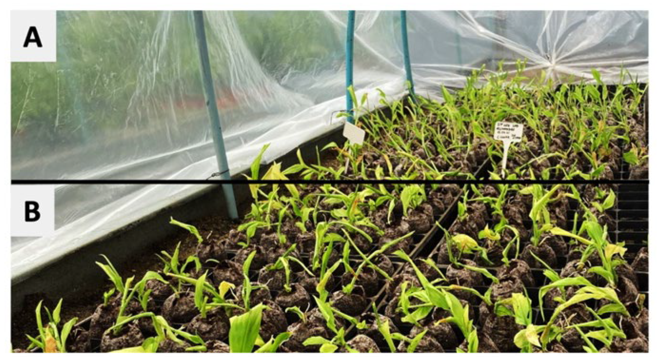 Plants 11 02701 g003 Plants 11 02701 g003