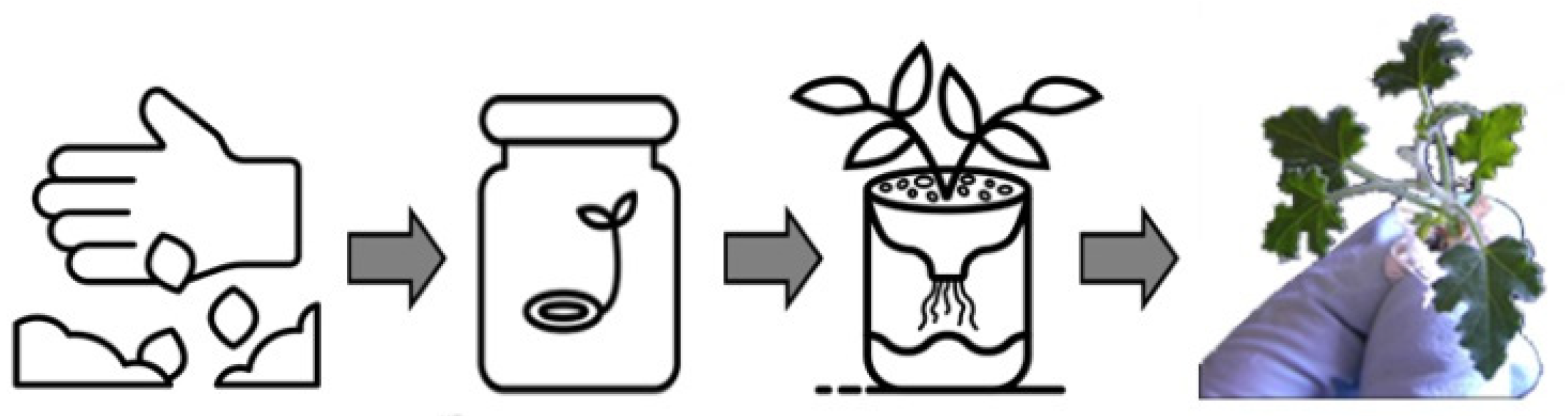 Plants 11 02711 g001