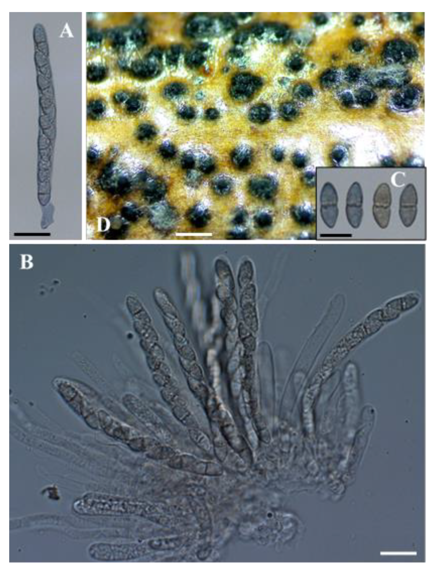 Plants 11 02733 g003