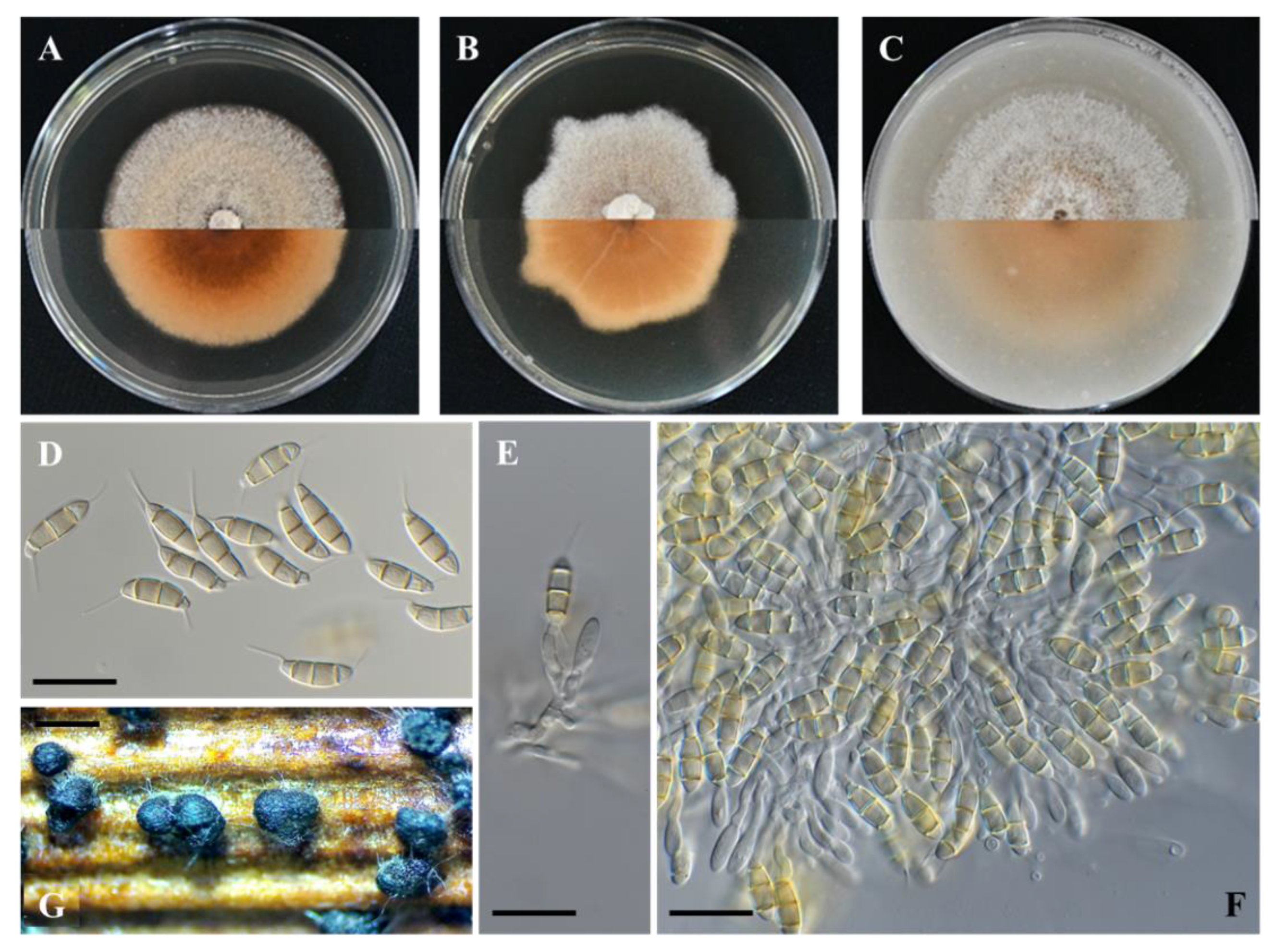 Plants 11 02733 g004