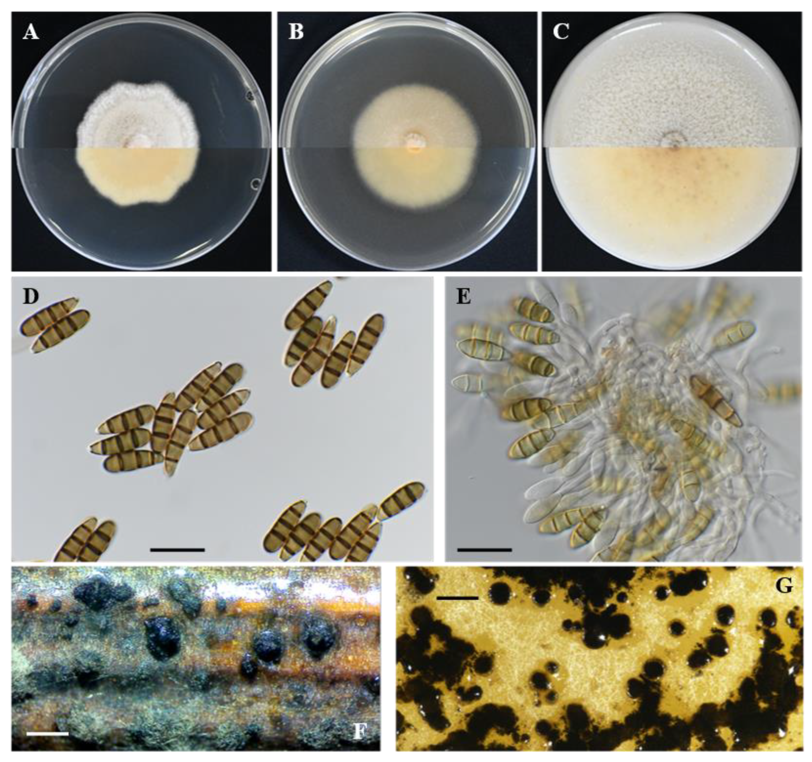 Plants 11 02733 g005