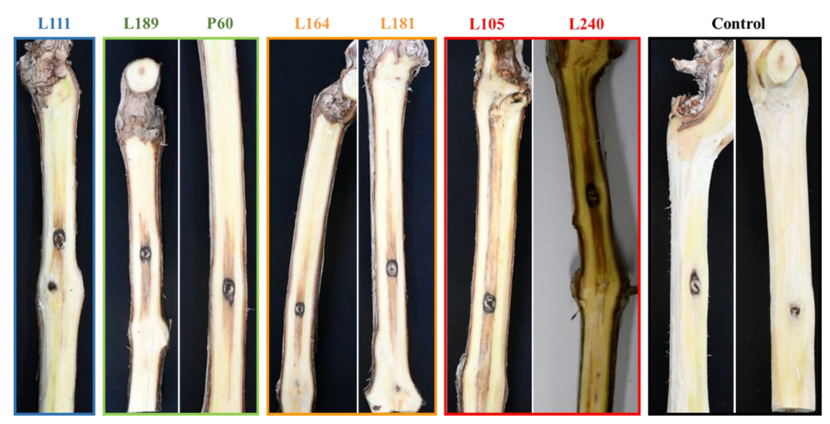 Plants 11 02733 g007