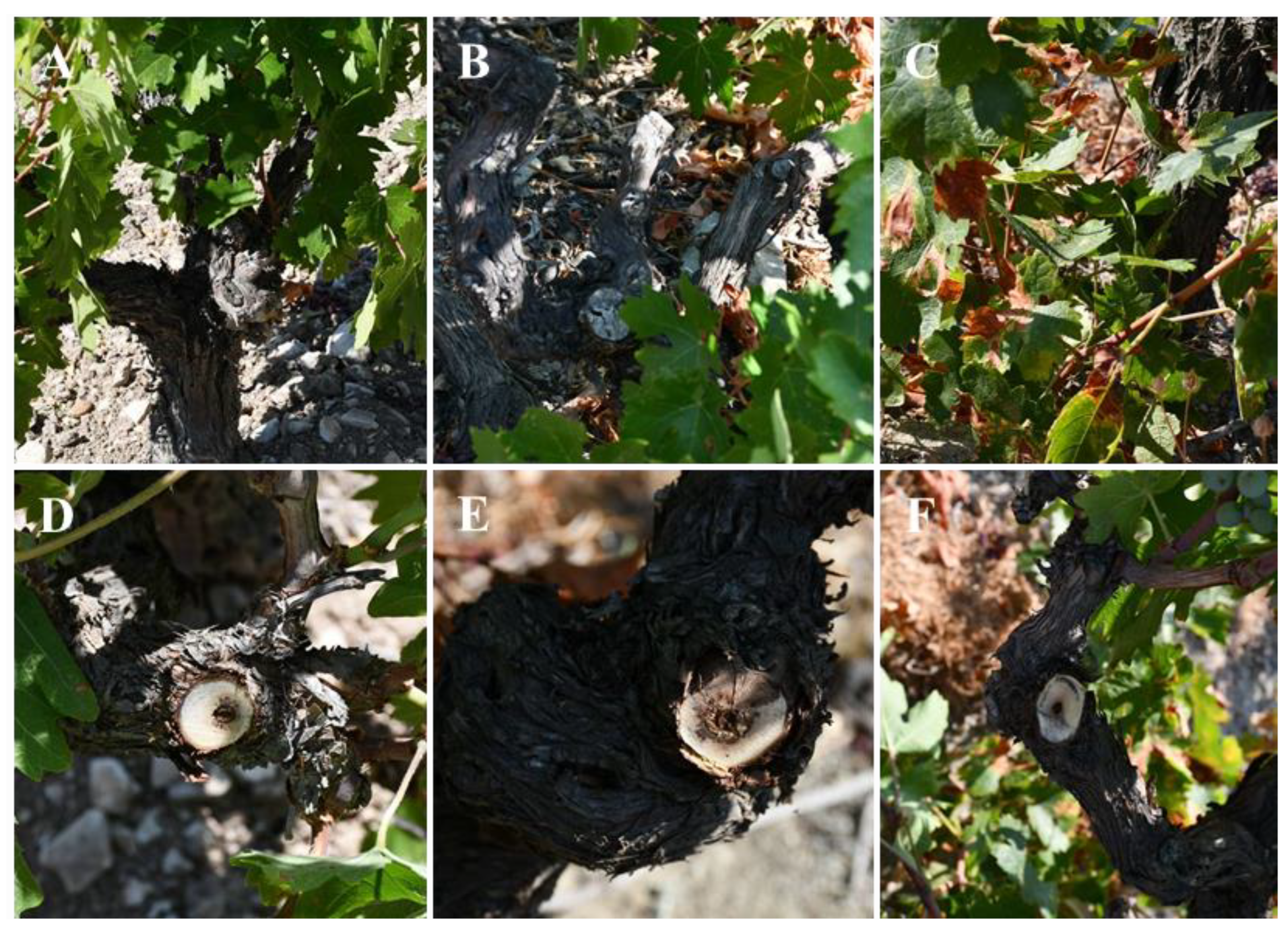 Plants 11 02733 g009