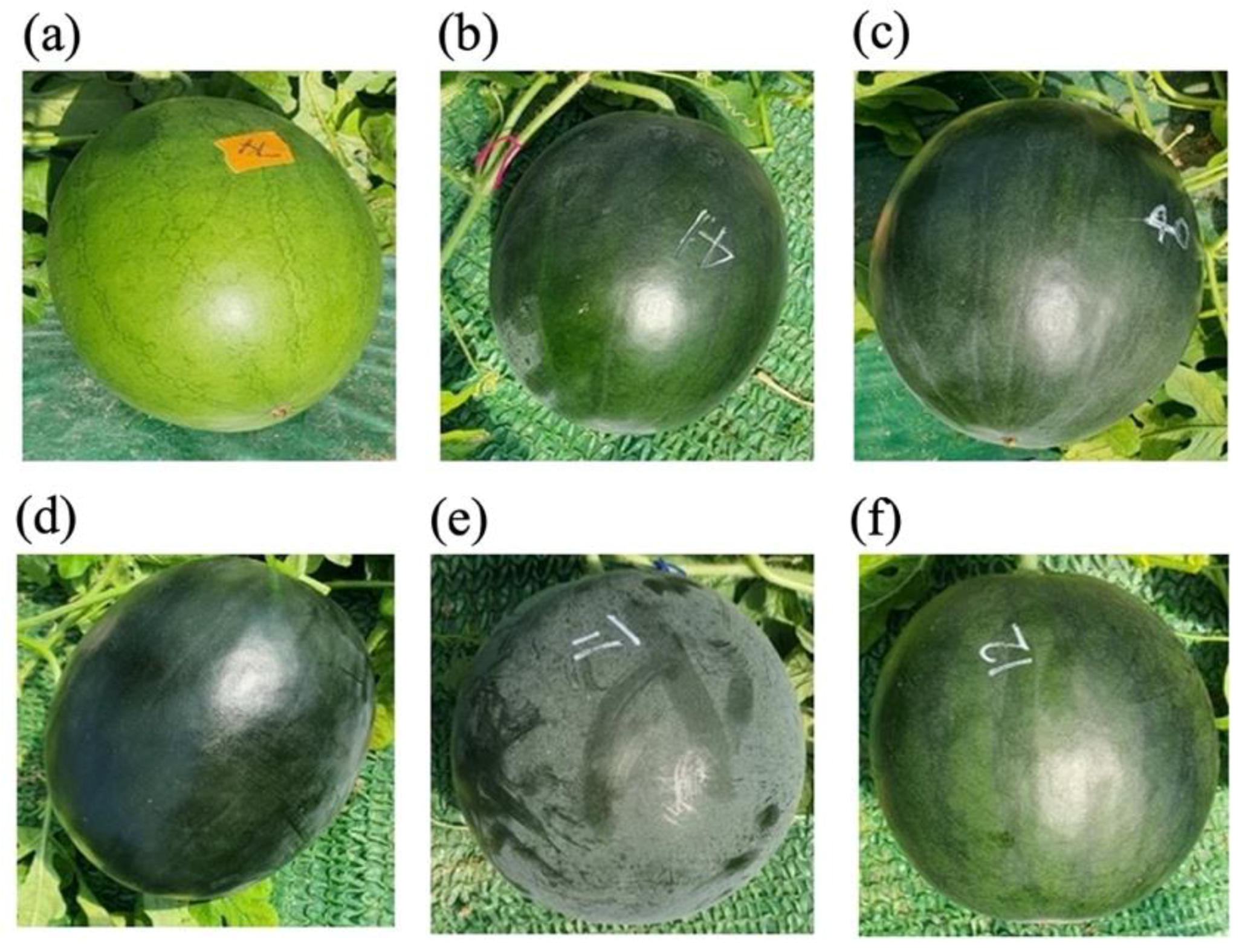 Plants 11 02739 g001