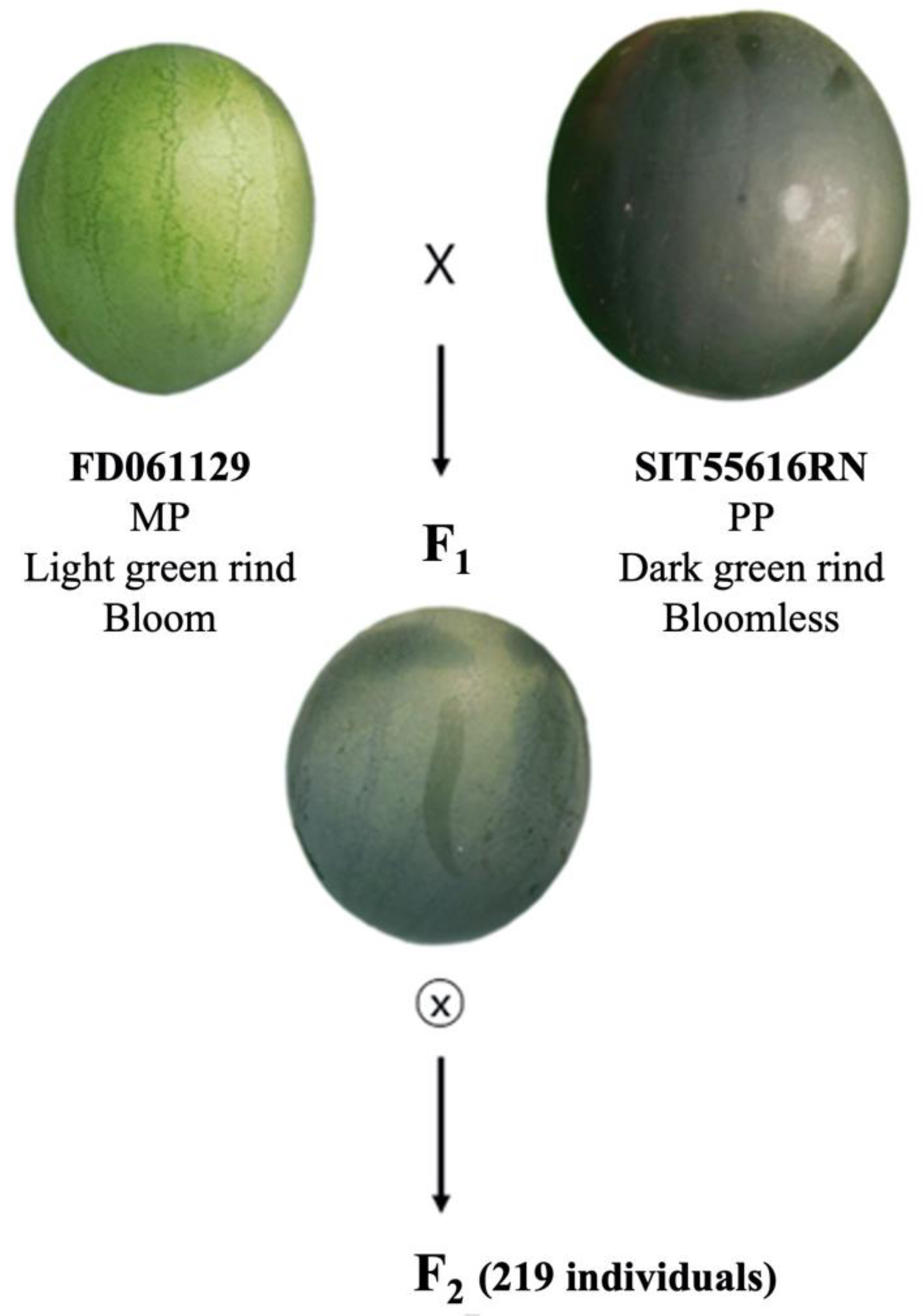 Plants 11 02739 g005