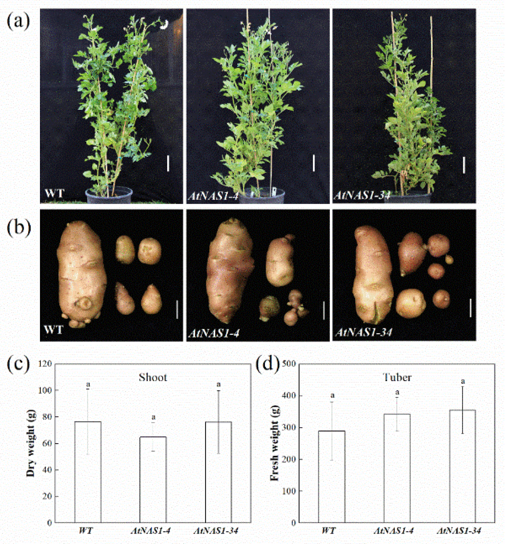 Plants 11 02741 g002 Plants 11 02741 g002
