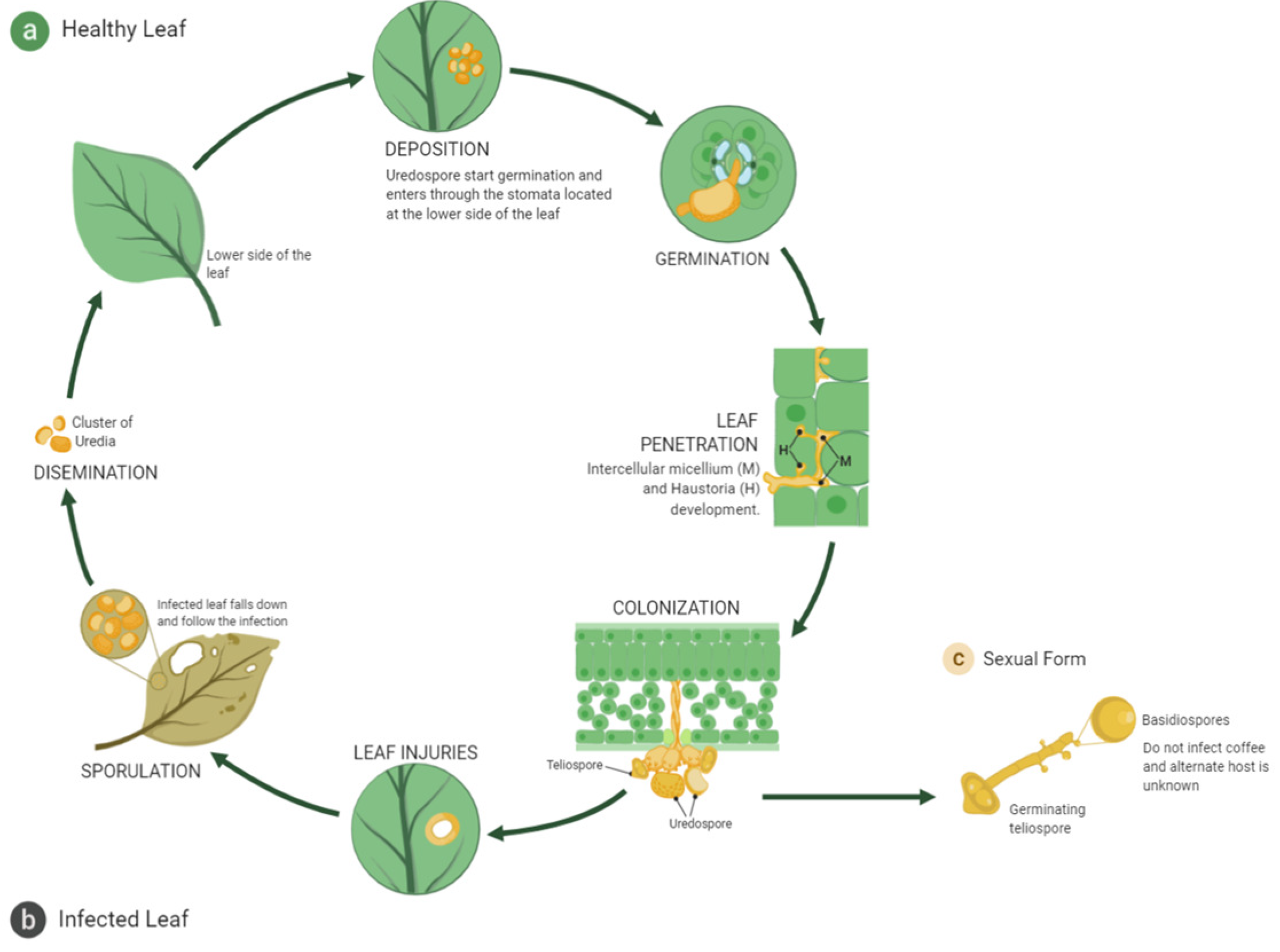 Plants 11 02745 g001