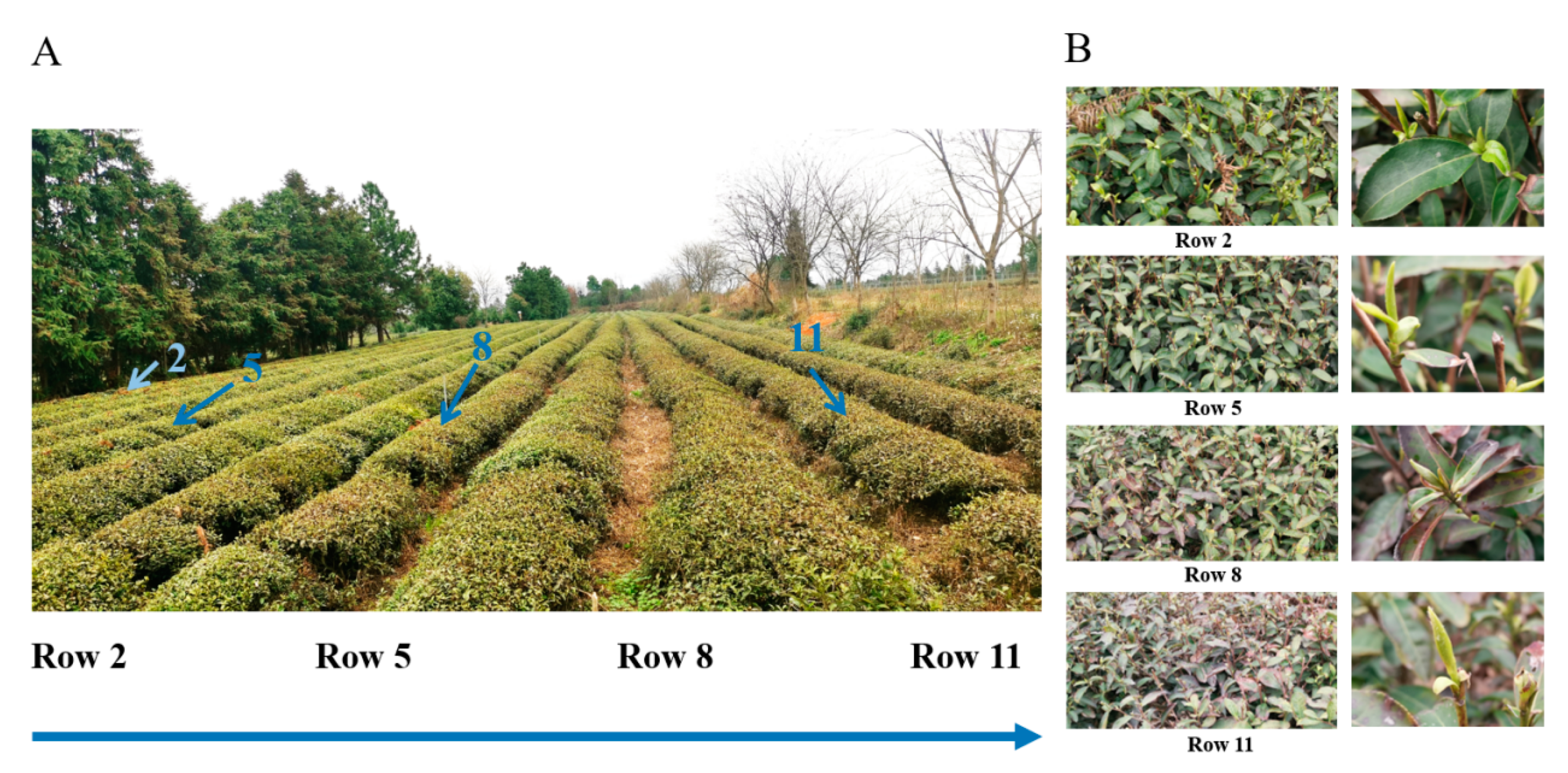 Plants 11 02751 g001