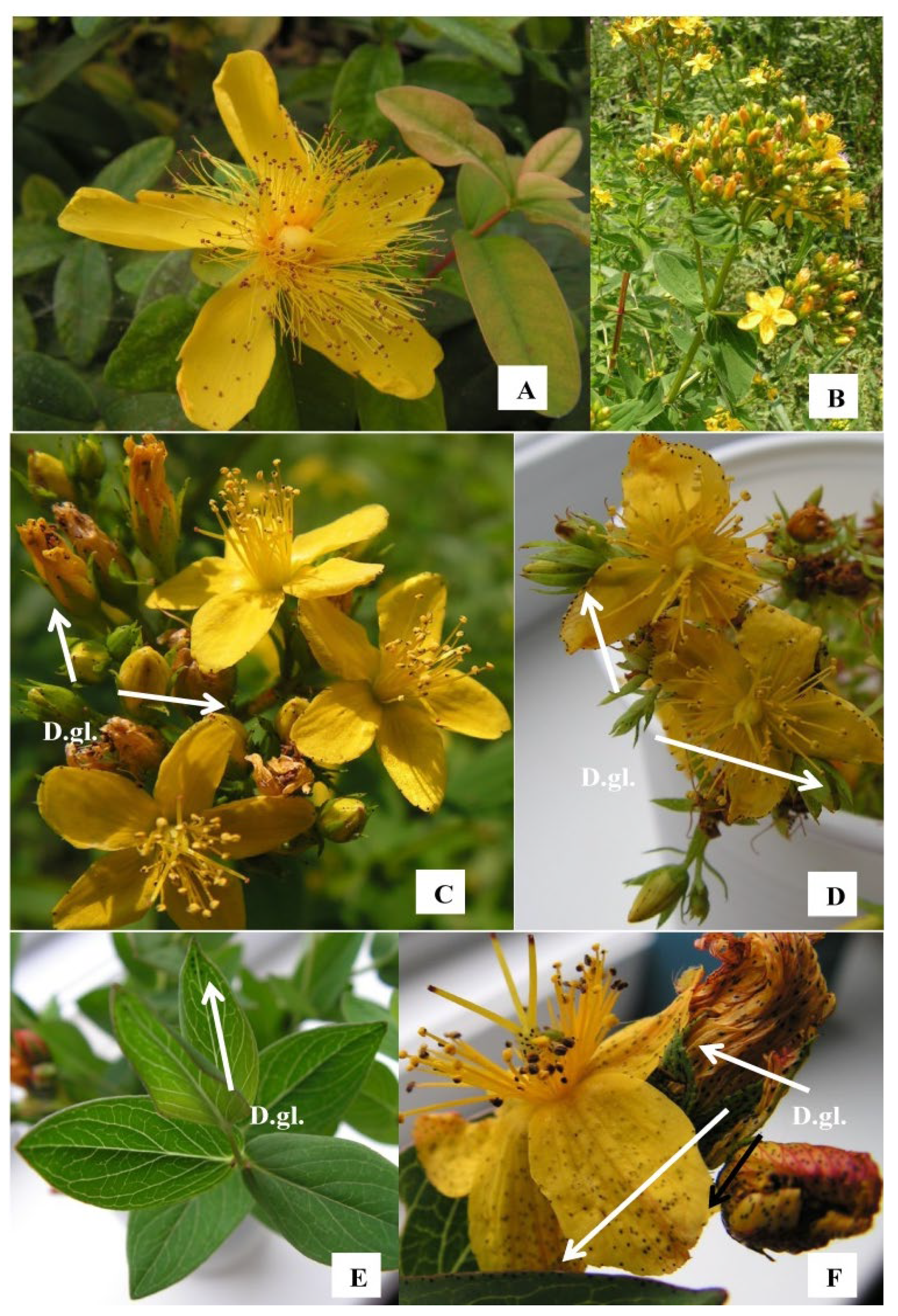 Plants 11 02753 g001