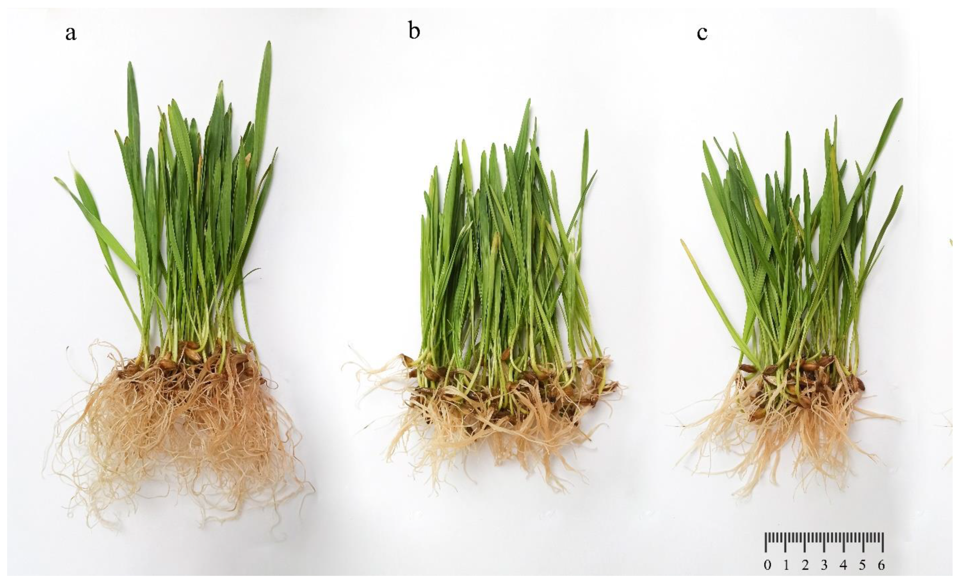 Plants 11 02759 g003