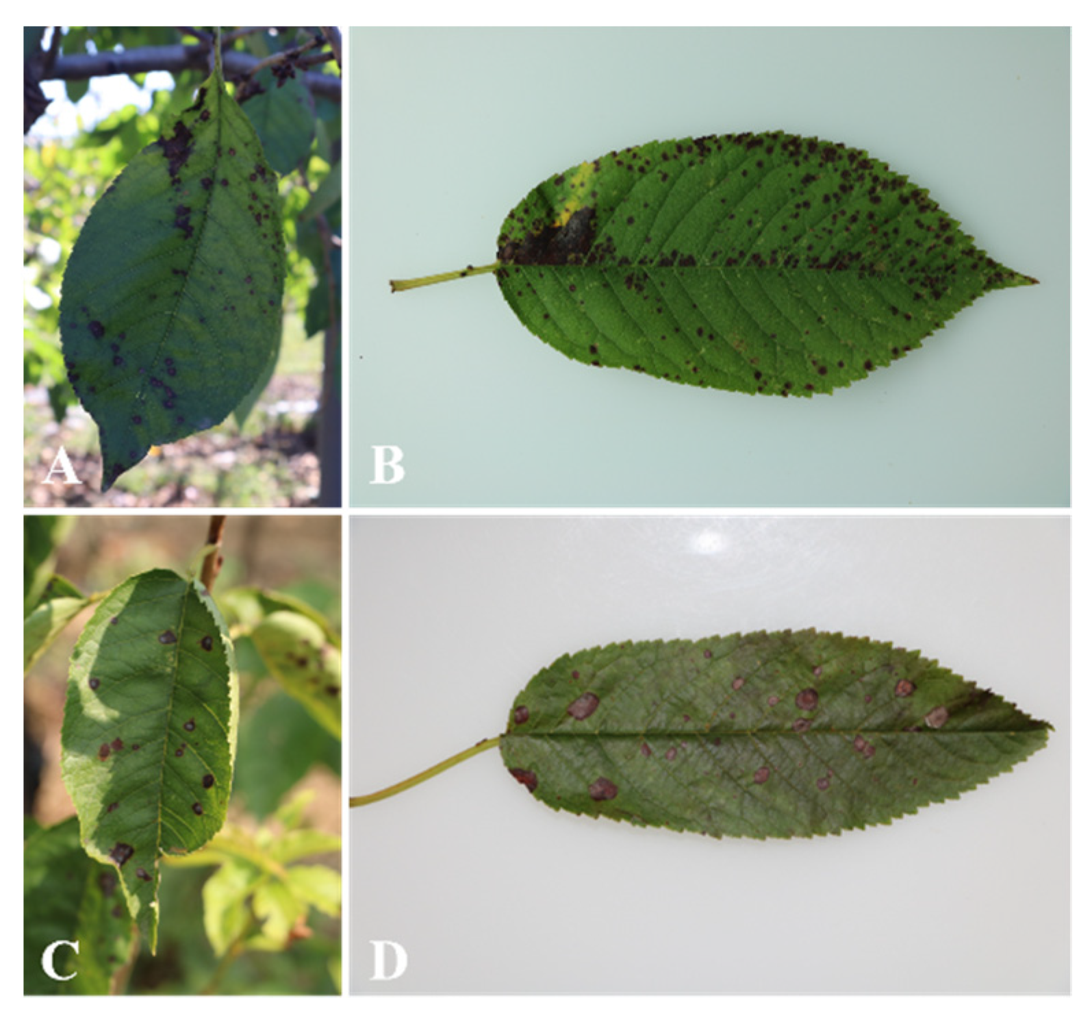 Plants 11 02760 g001