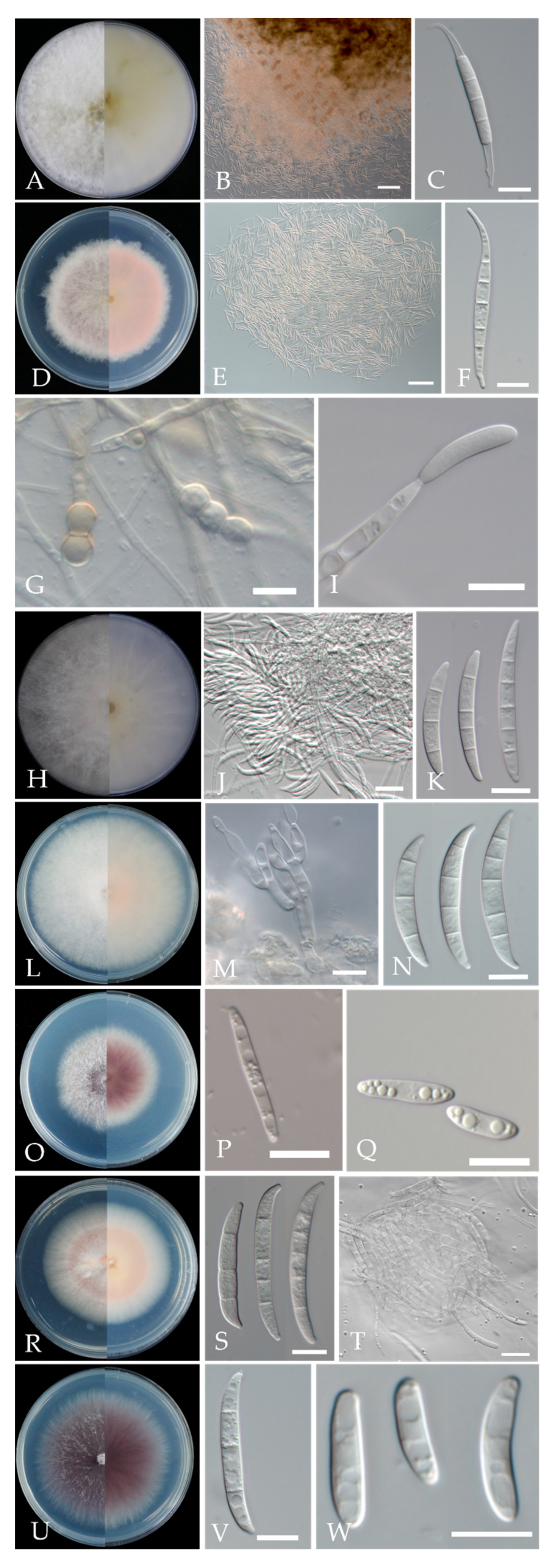 Plants 11 02760 g006